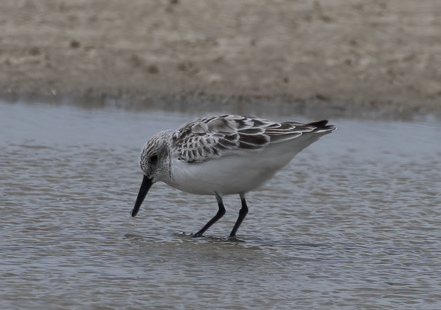 Sanderling