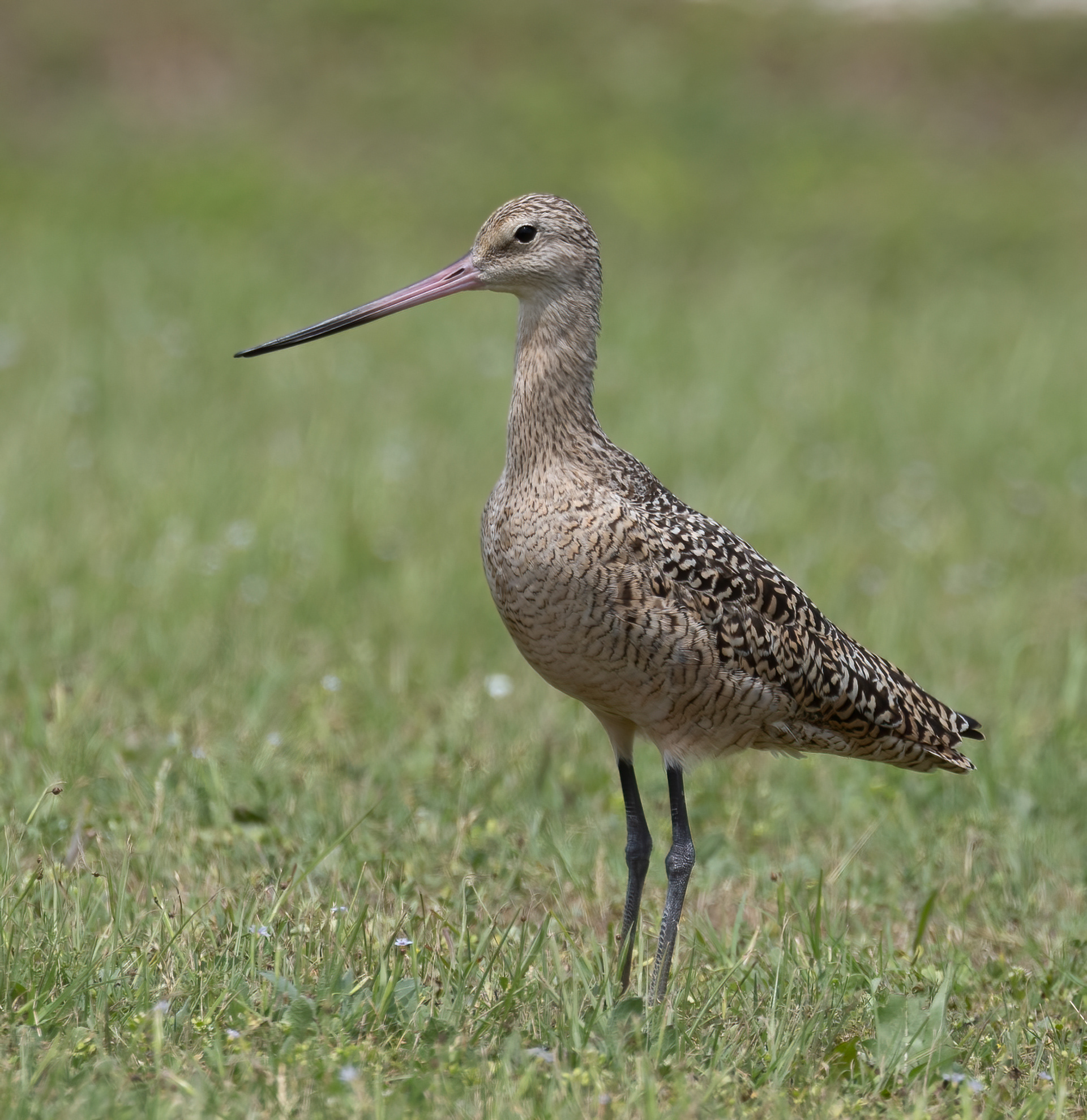 Marbled Godwit