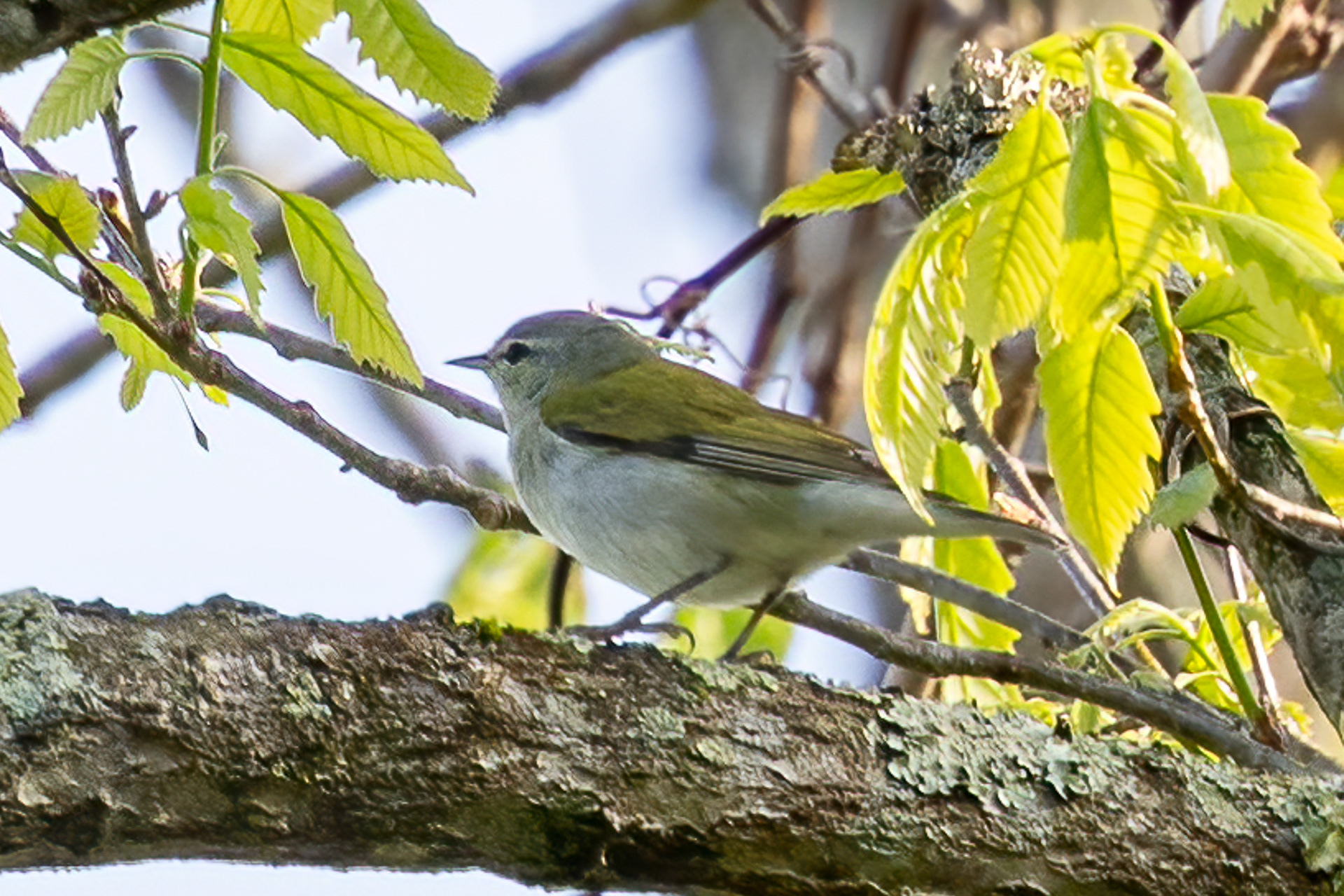 Tennessee Warbler