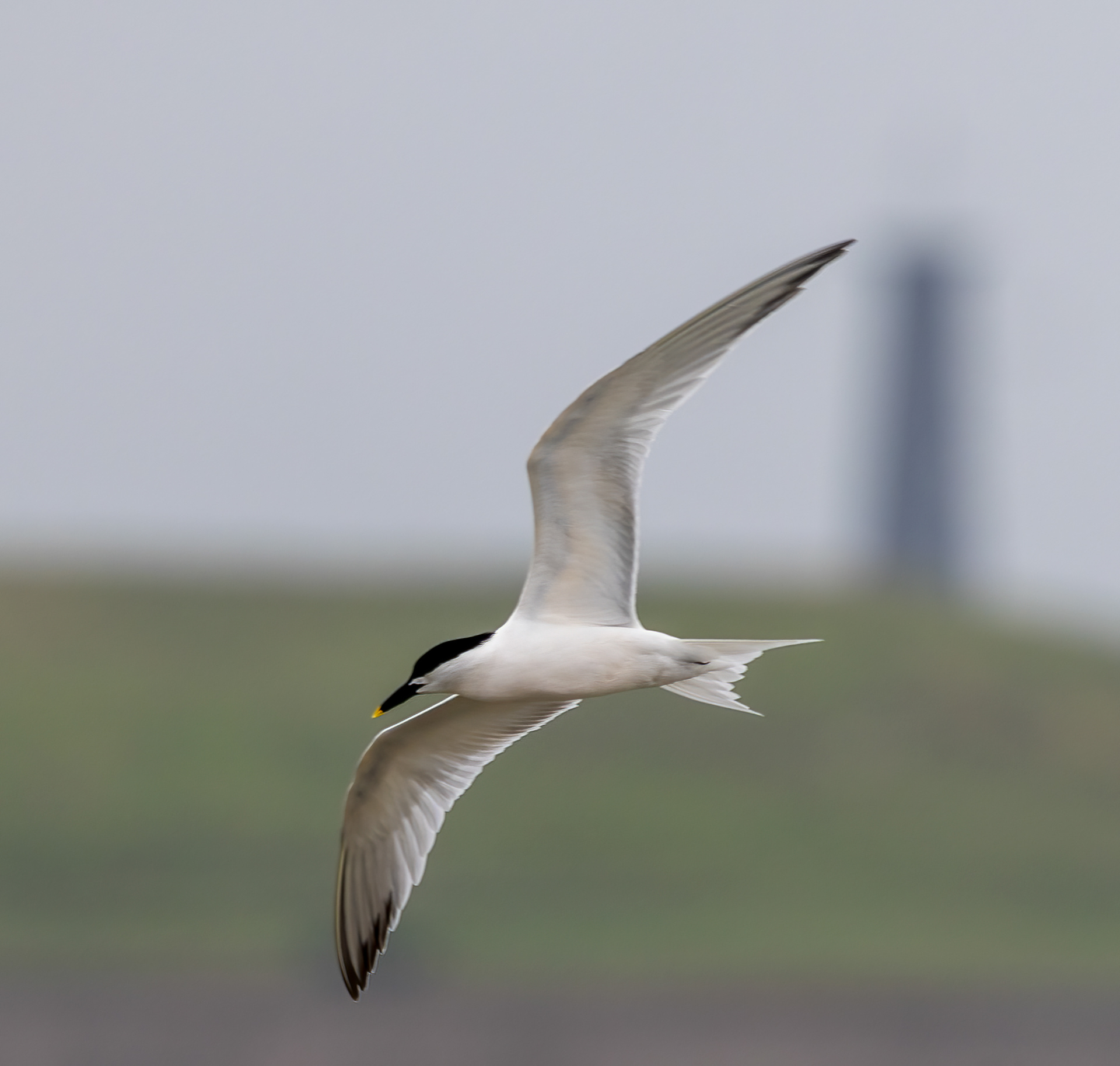 Sandwich Tern