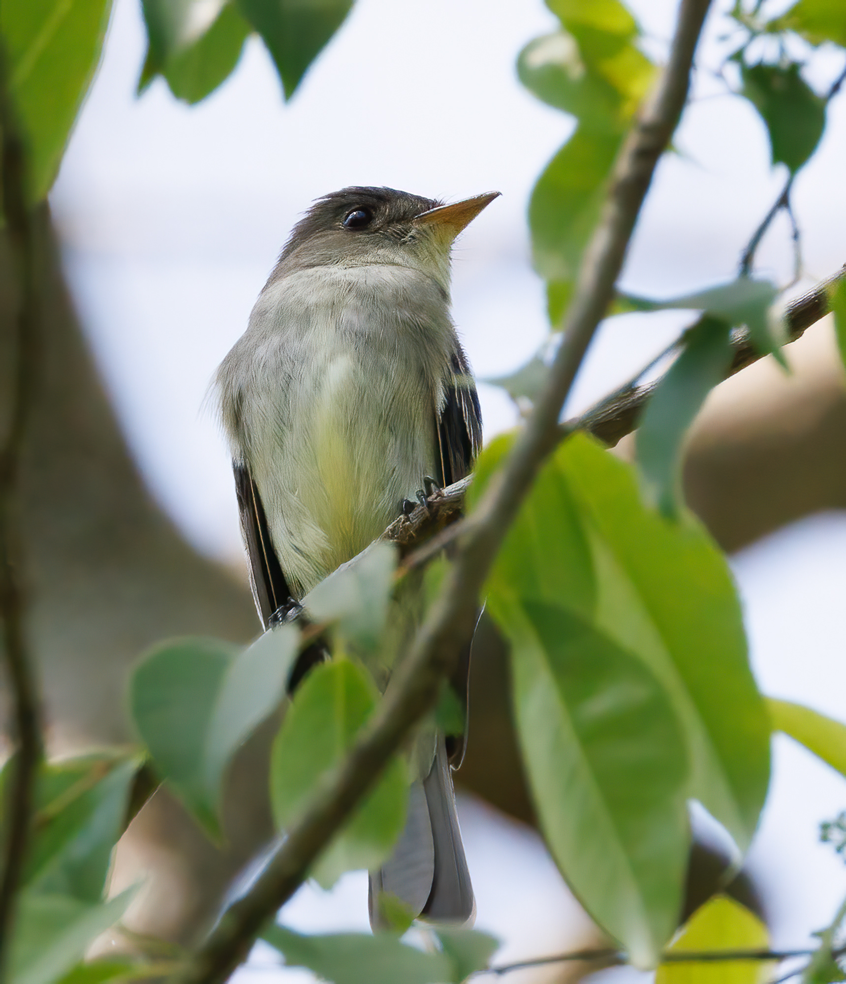 Eastern Wood-Pewee