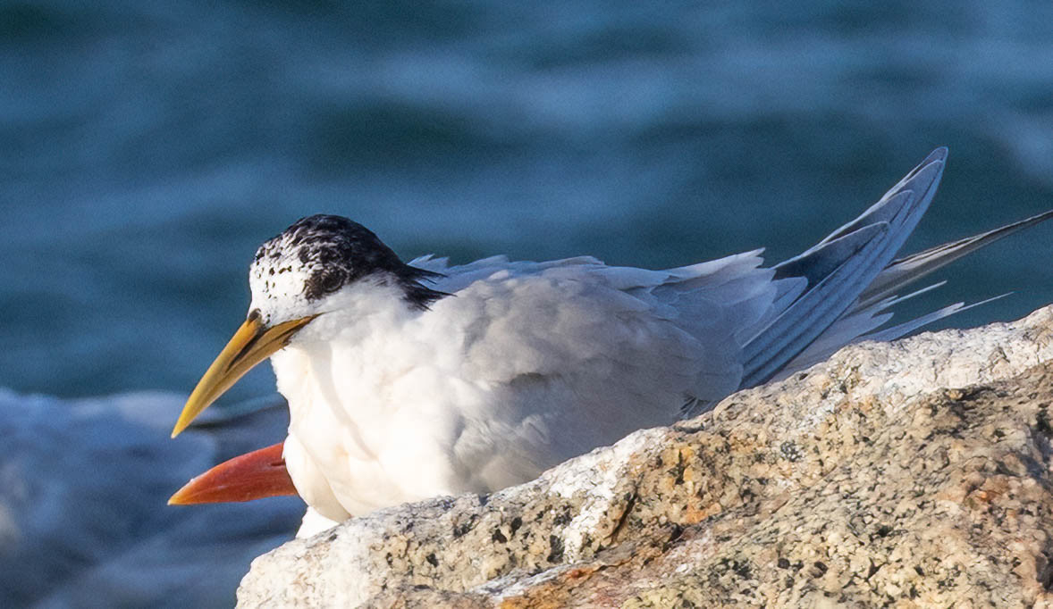 Cayenne Tern