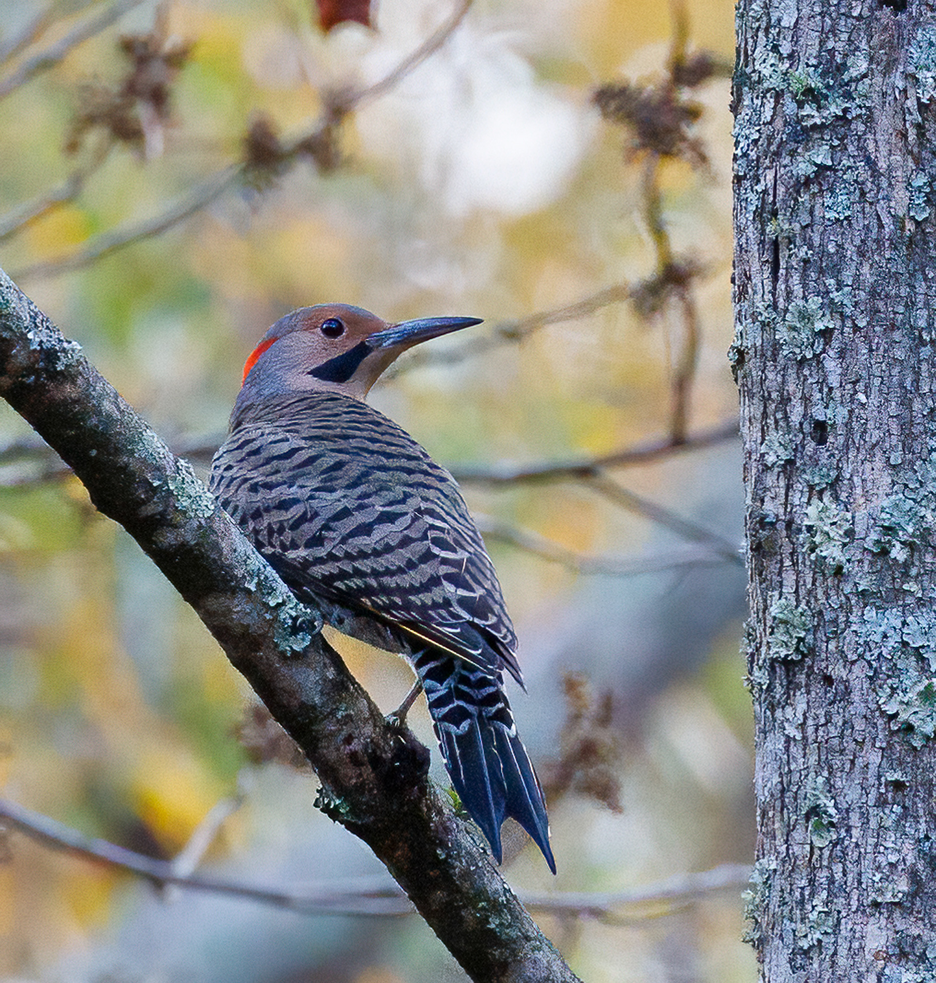 Northern Flicker
