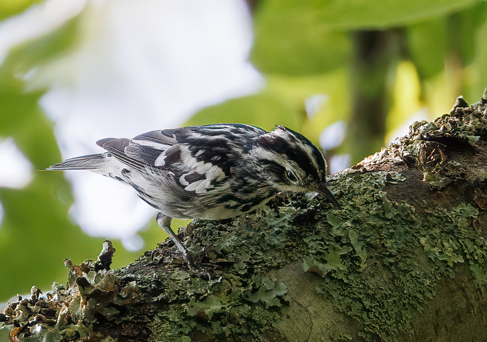 Black and White Warbler