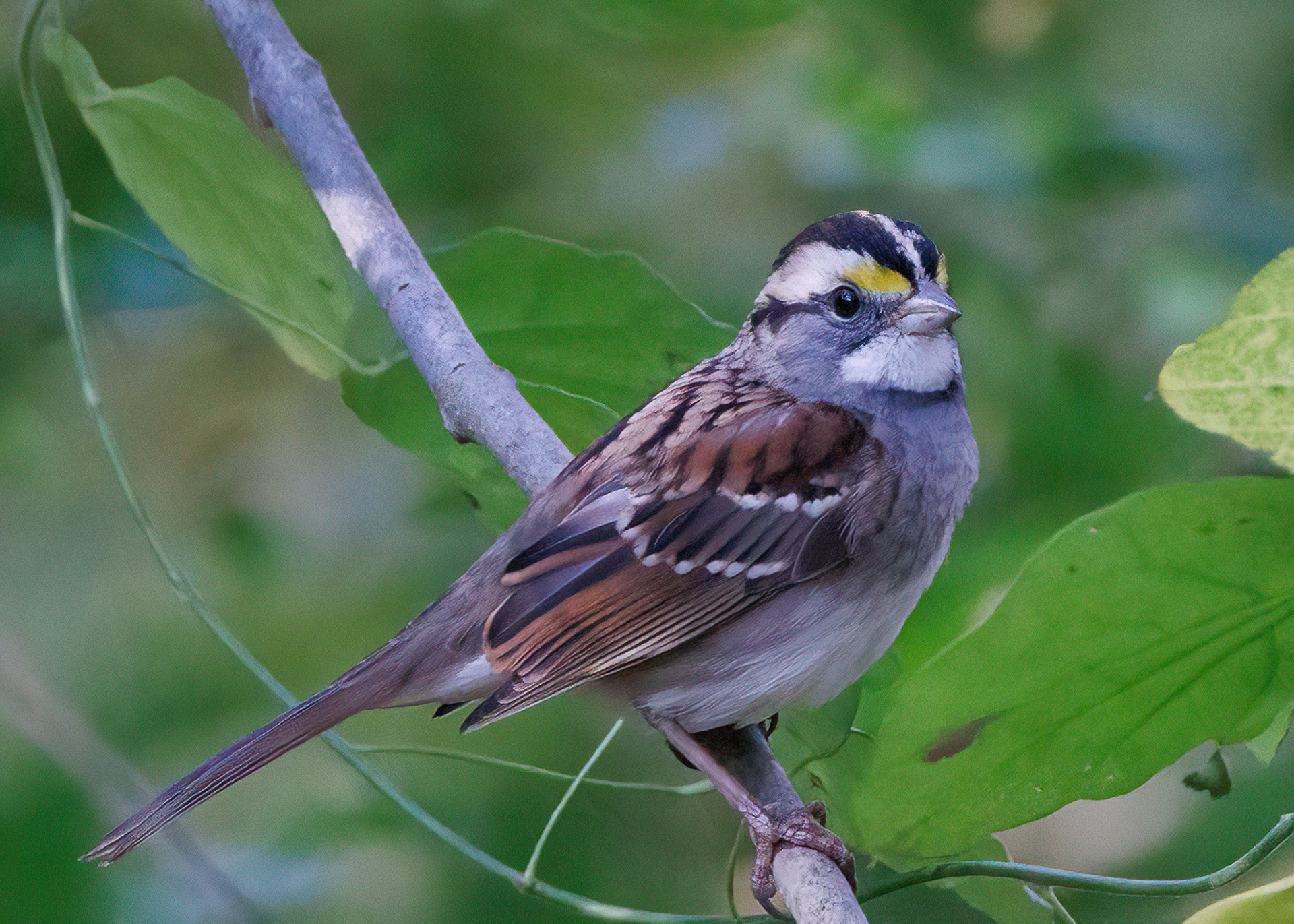 White-throated Sparrow