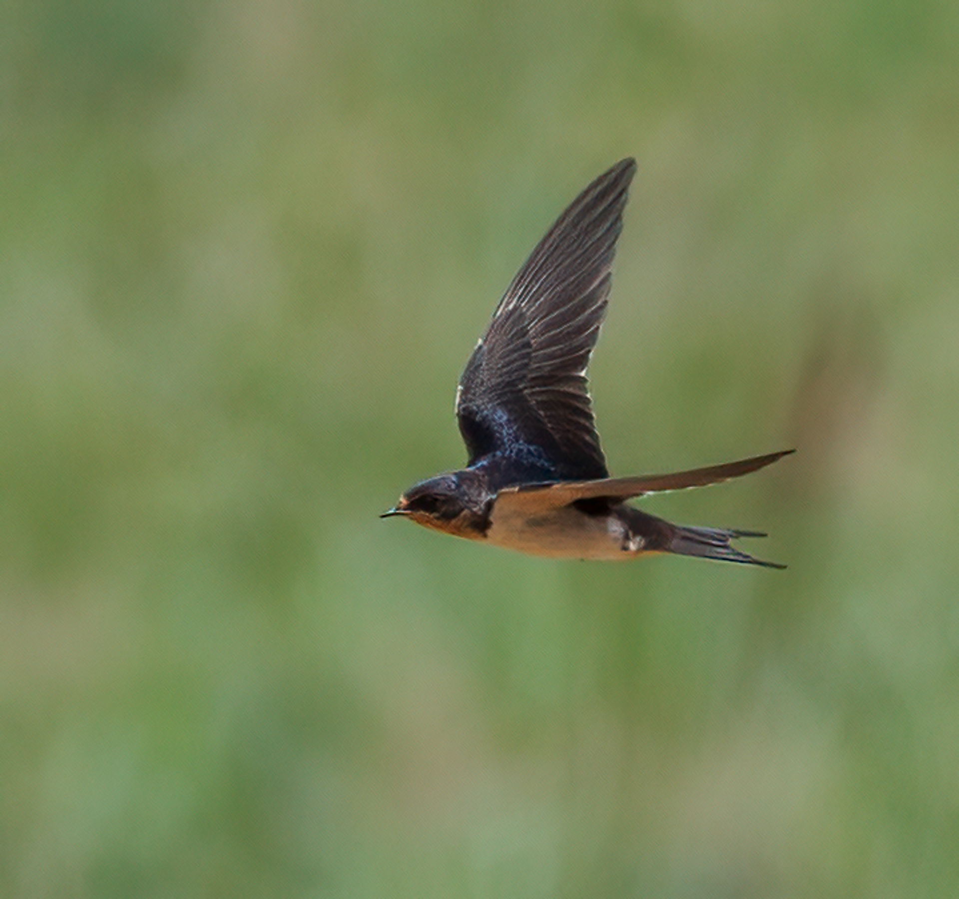 Barn Swallow