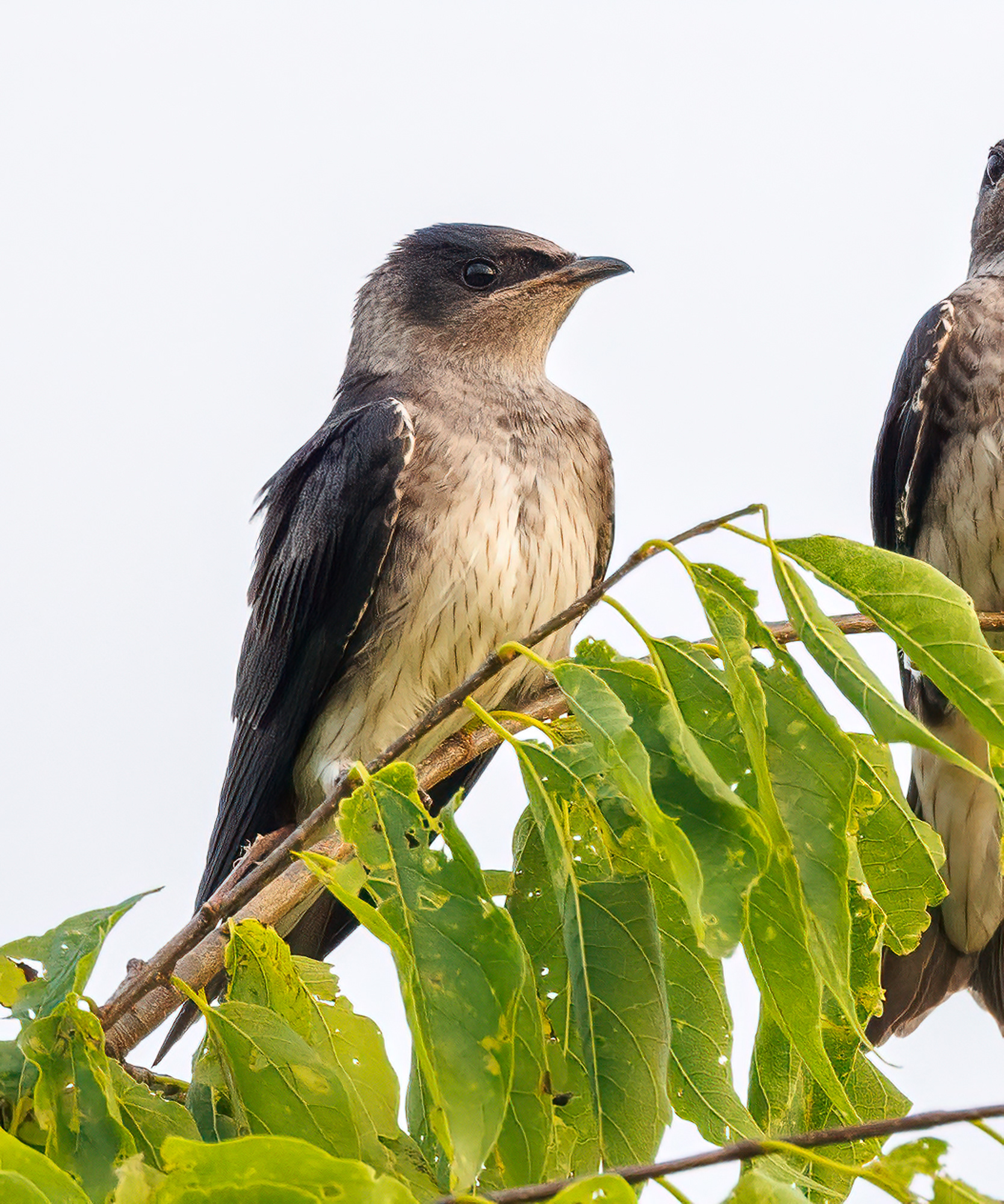 Purple Martin