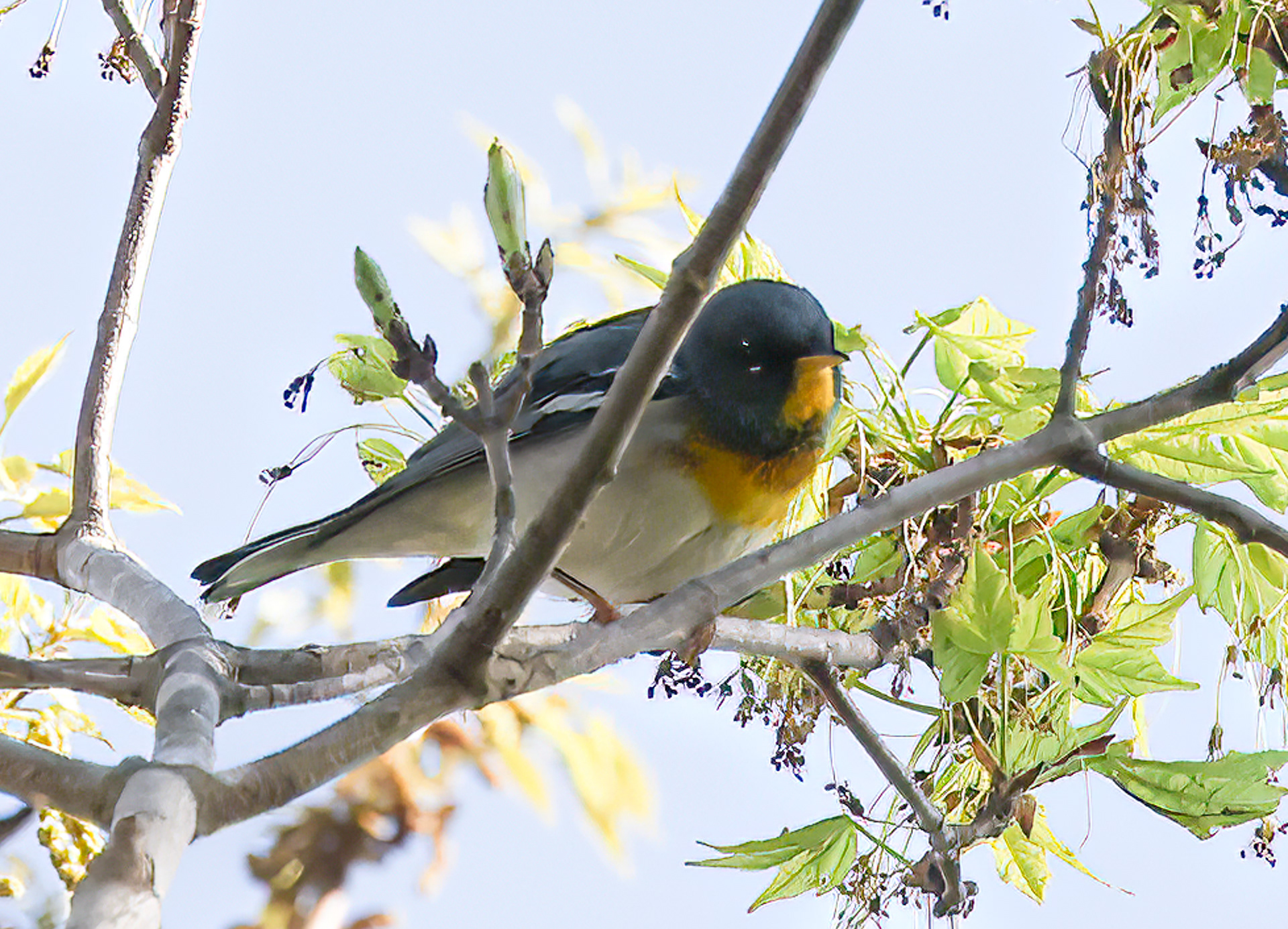 Northern Parula