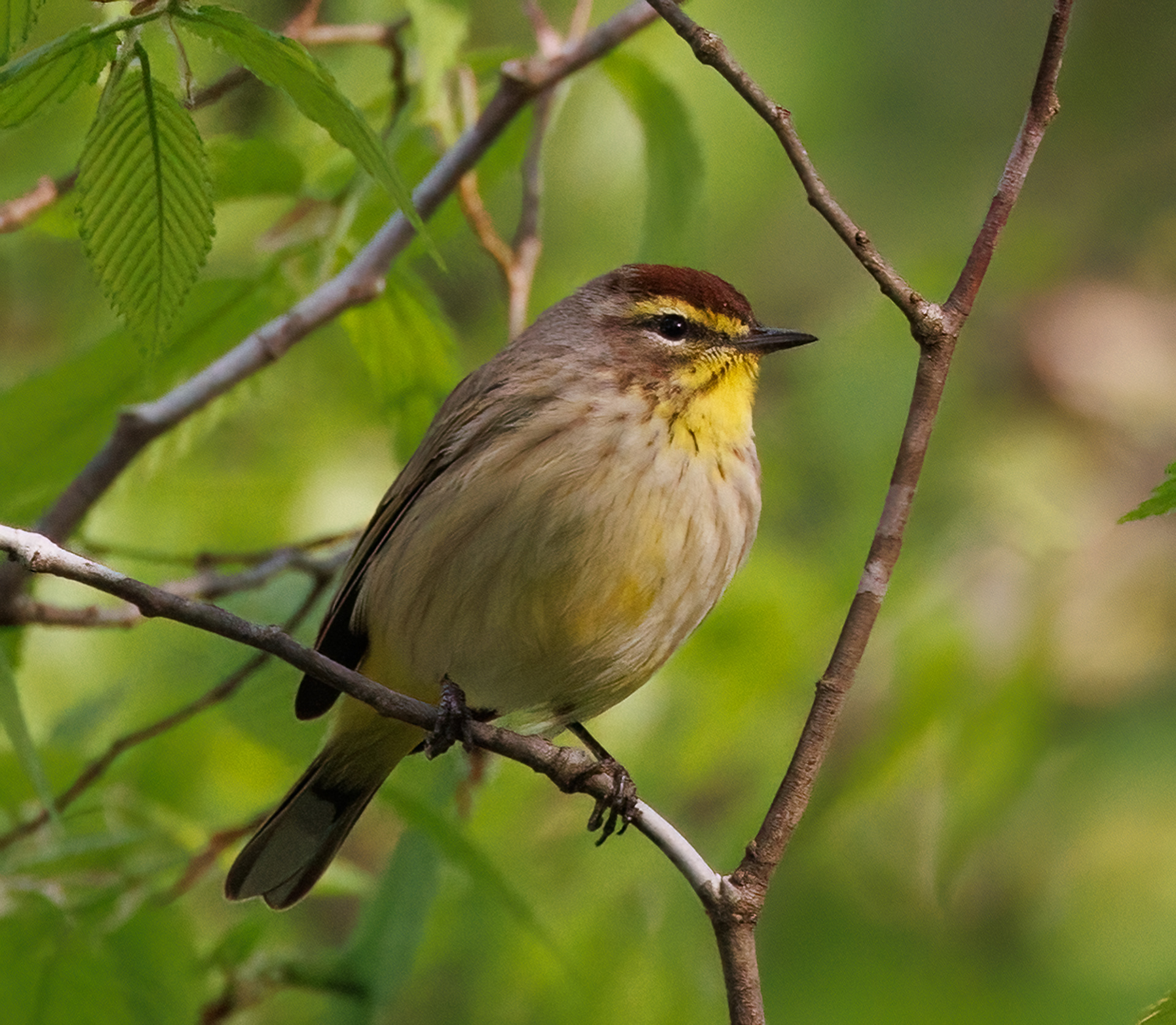 Palm Warbler