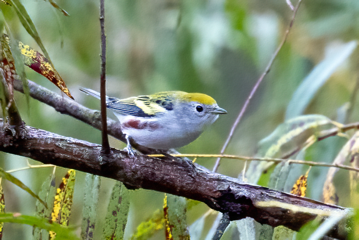 Chestnut-sided Warbler