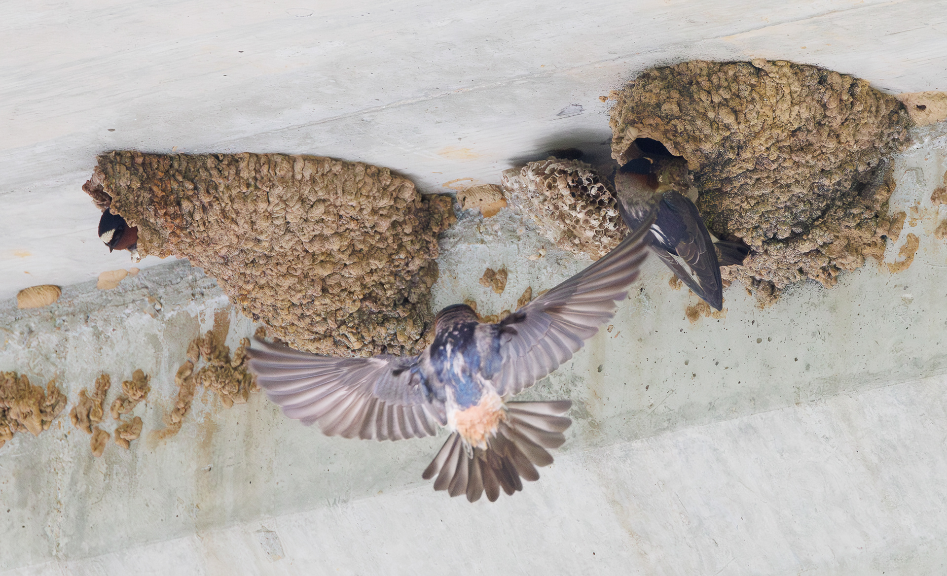 Cliff Swallows