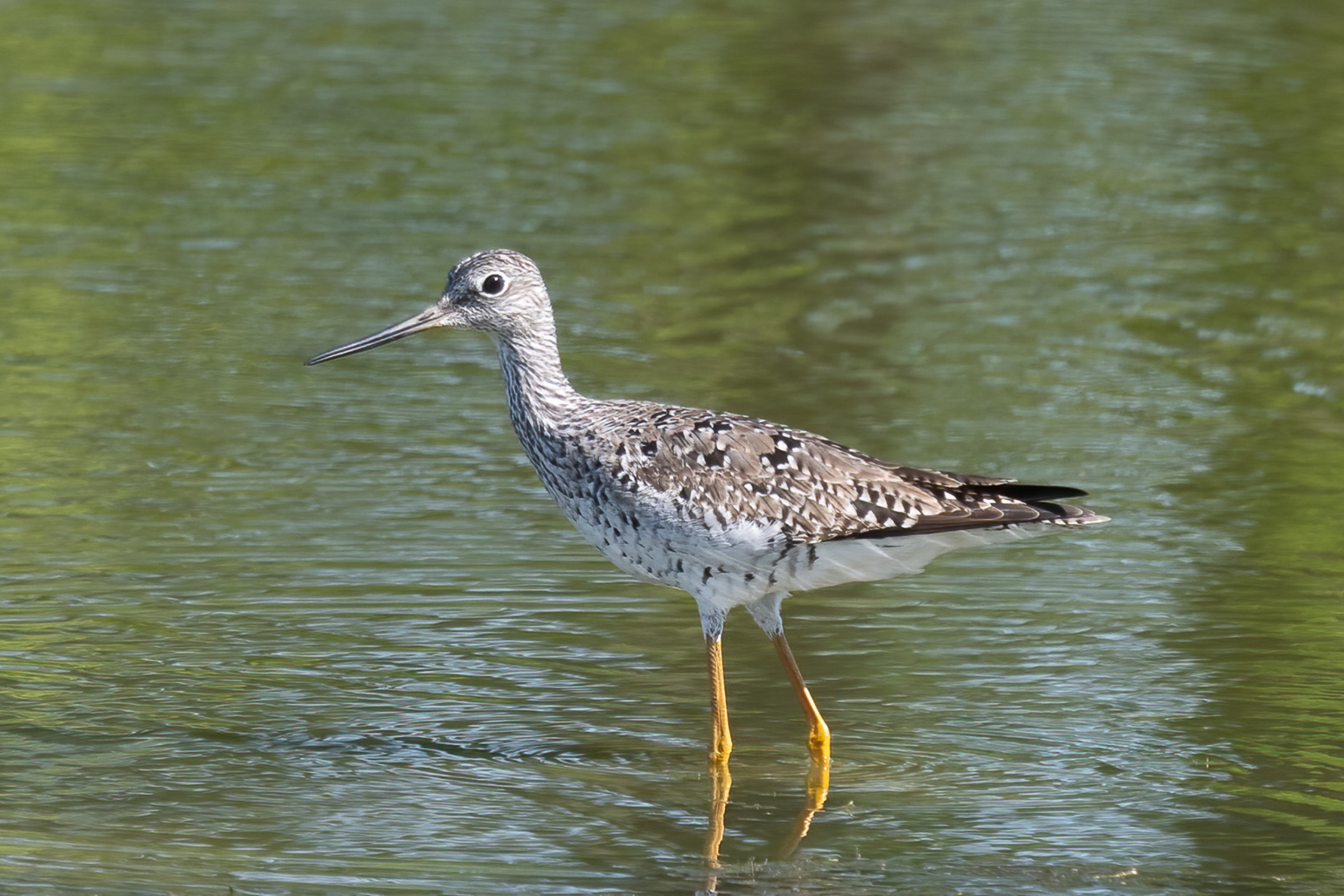 Greater Yellowlegs