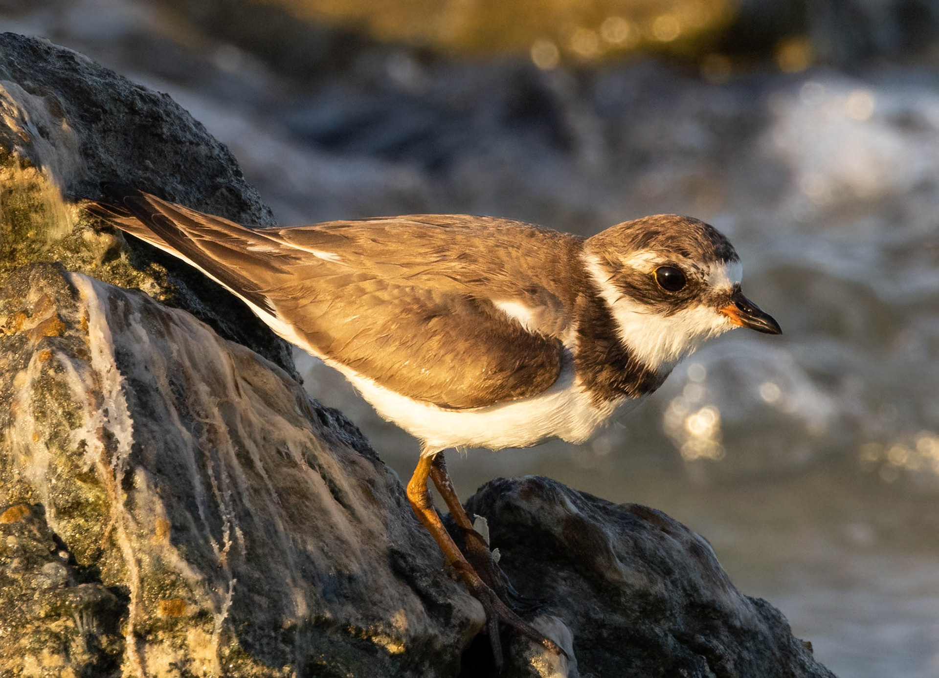 Semipalmated Plover