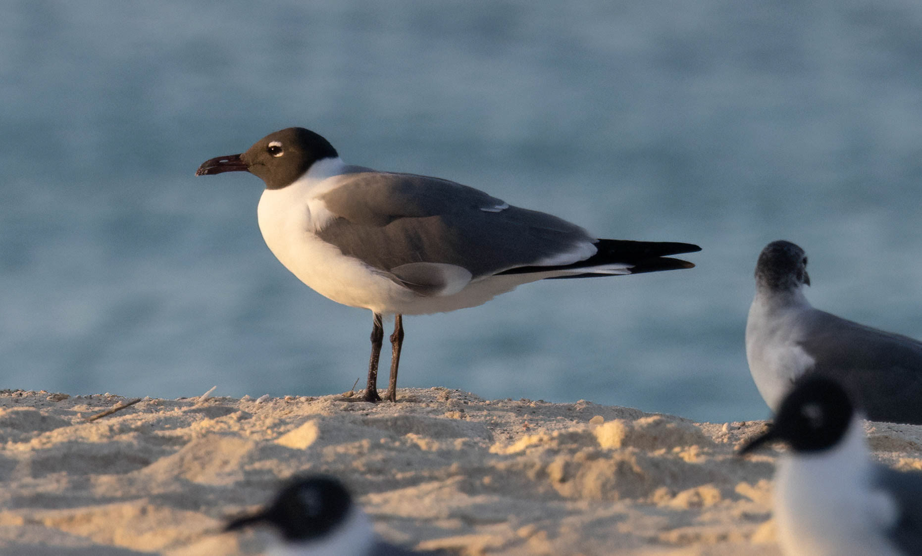 Laughing Gull
