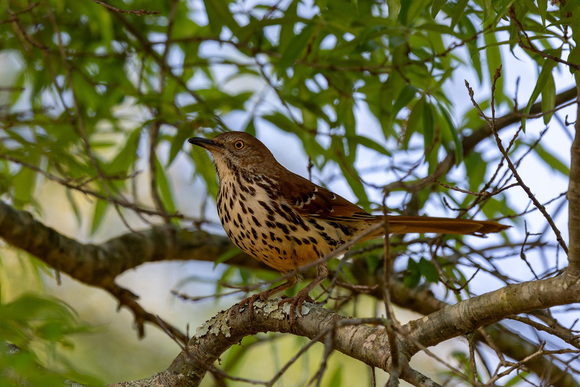 Brown Thrasher