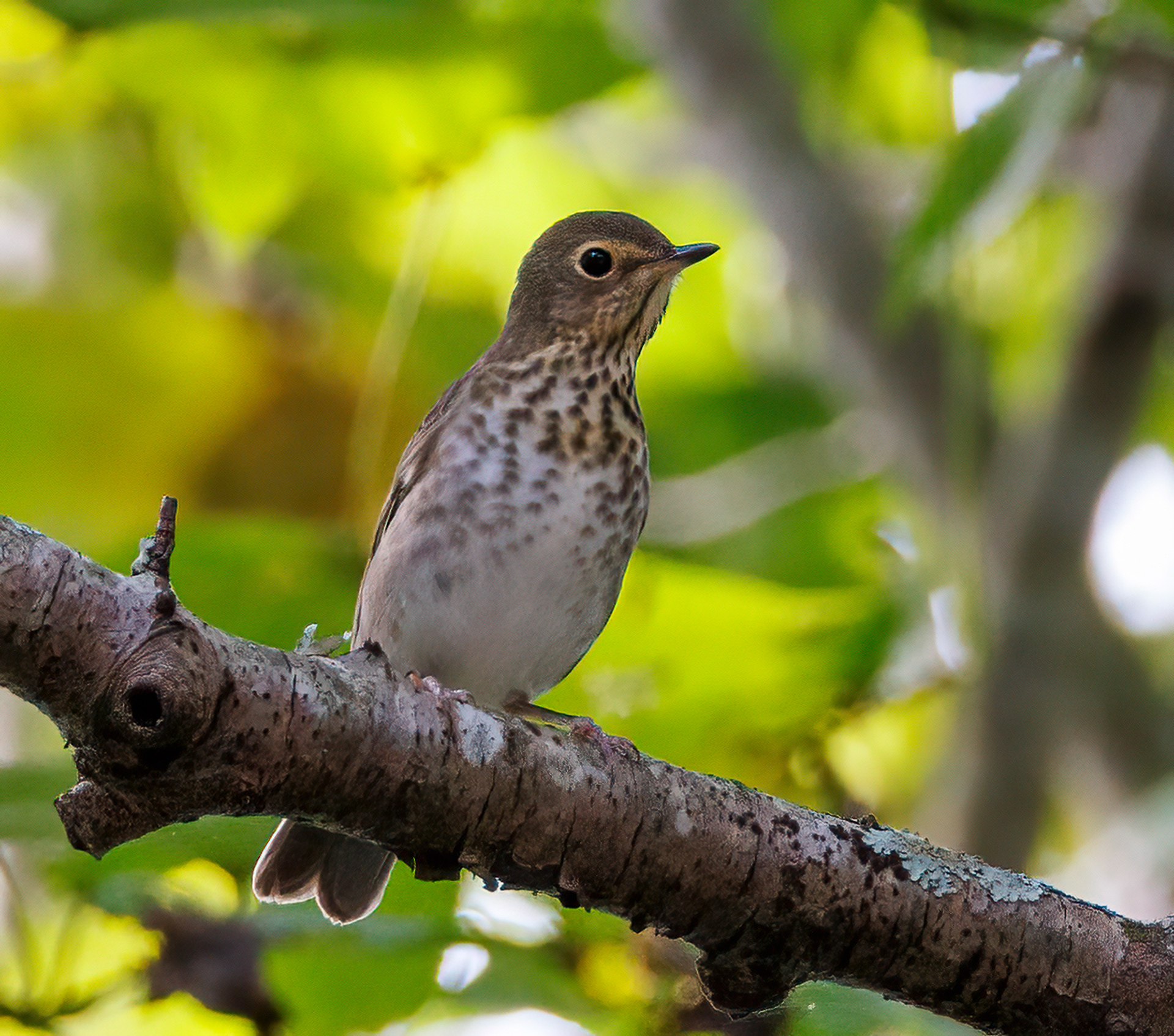 Swainson's Thrush