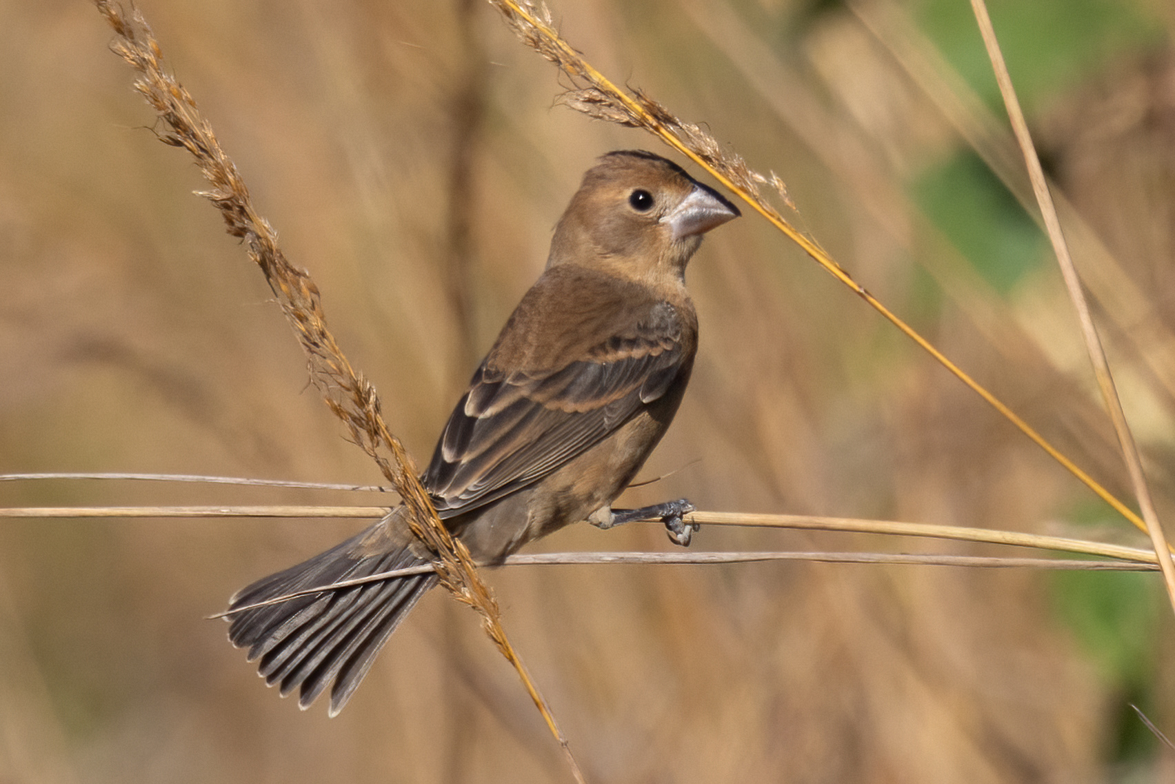 Blue Grosbeak (off season plumage)