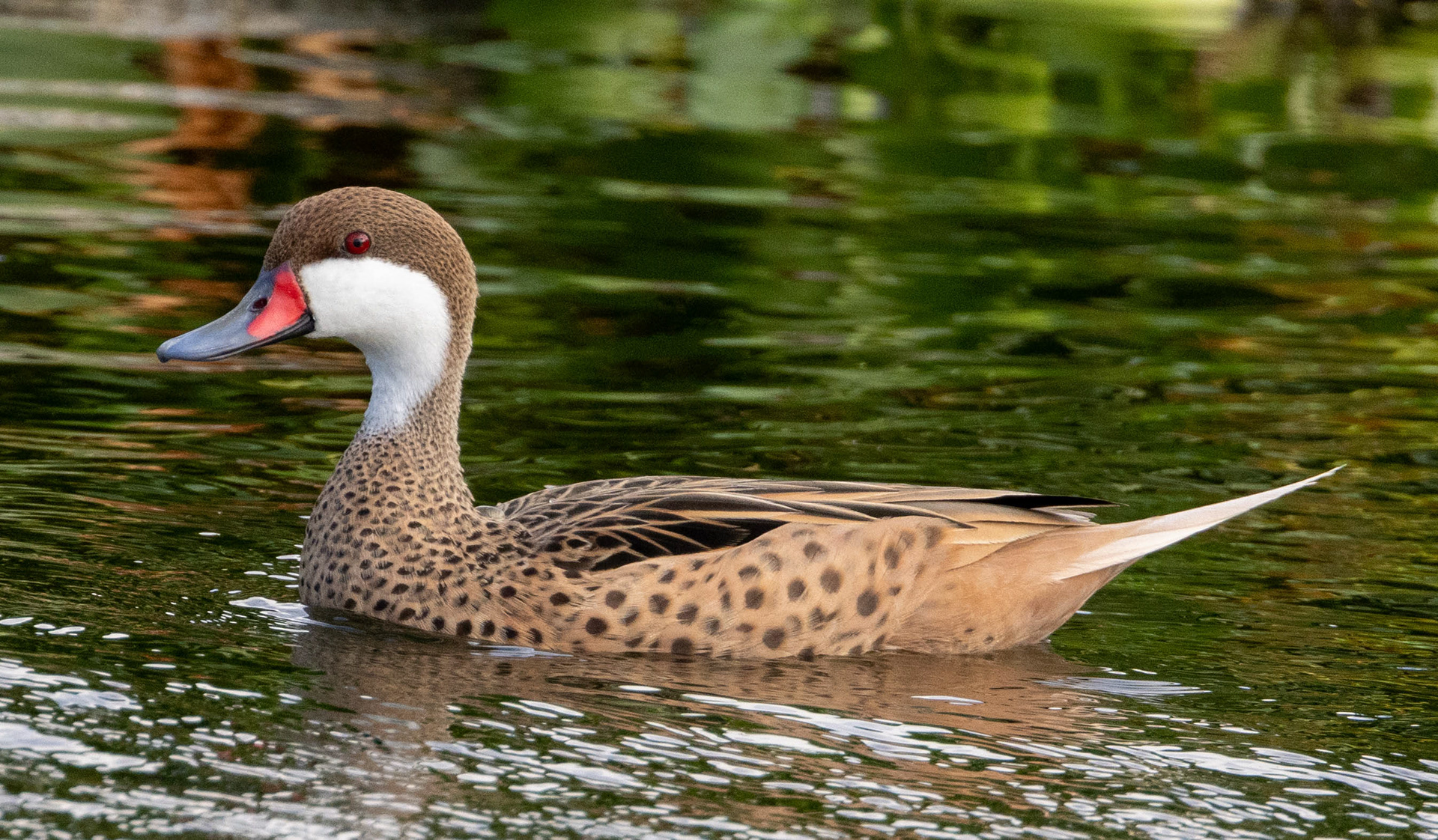 White-cheeked Pintail