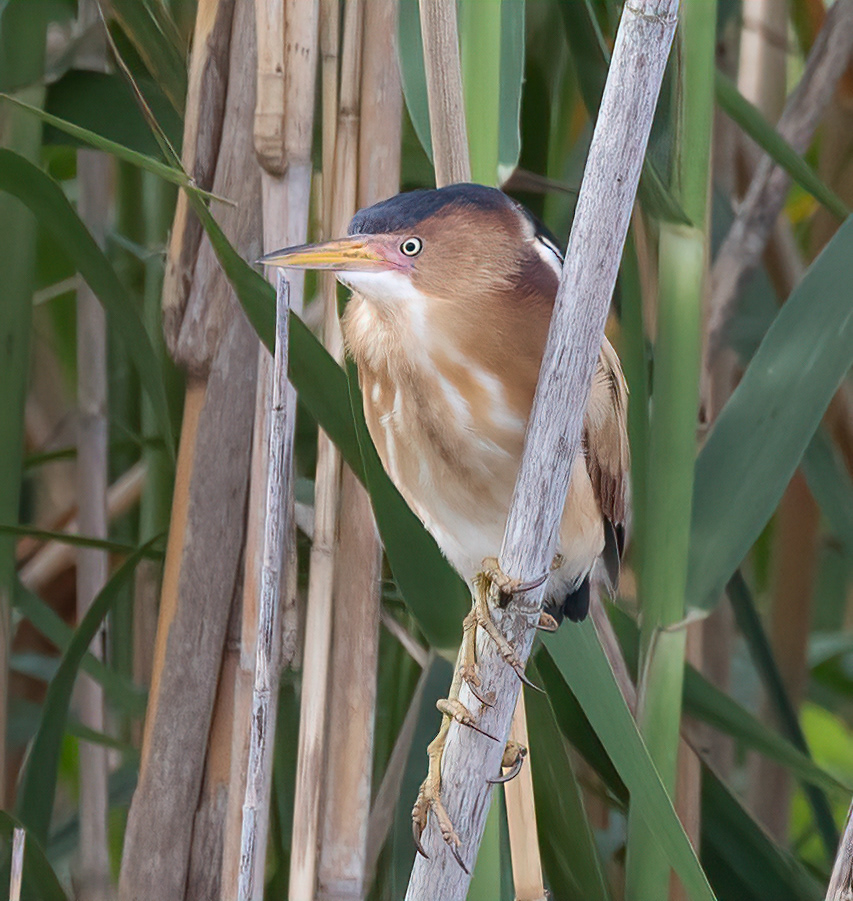 Least Bittern