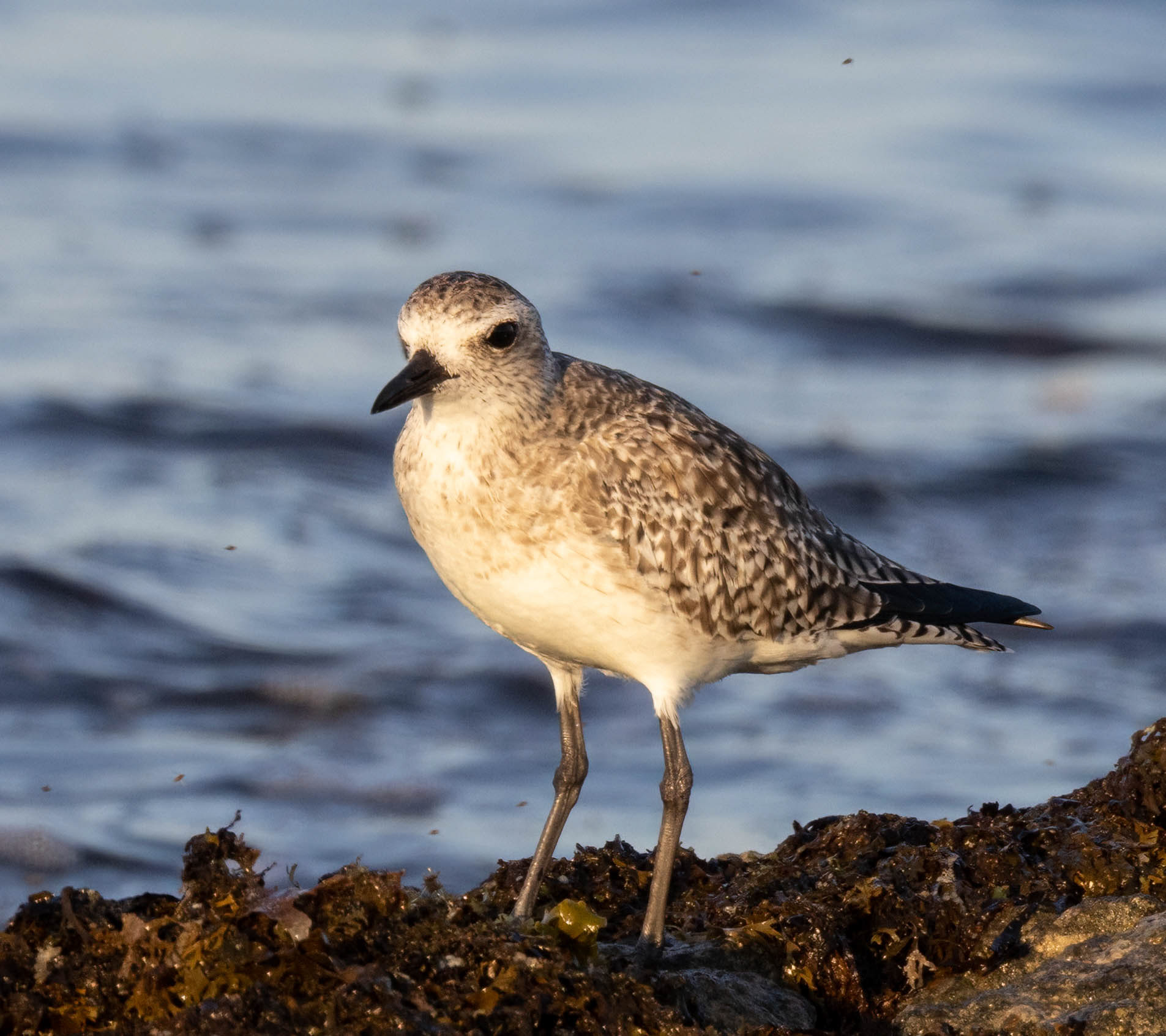 Black-bellied Plover