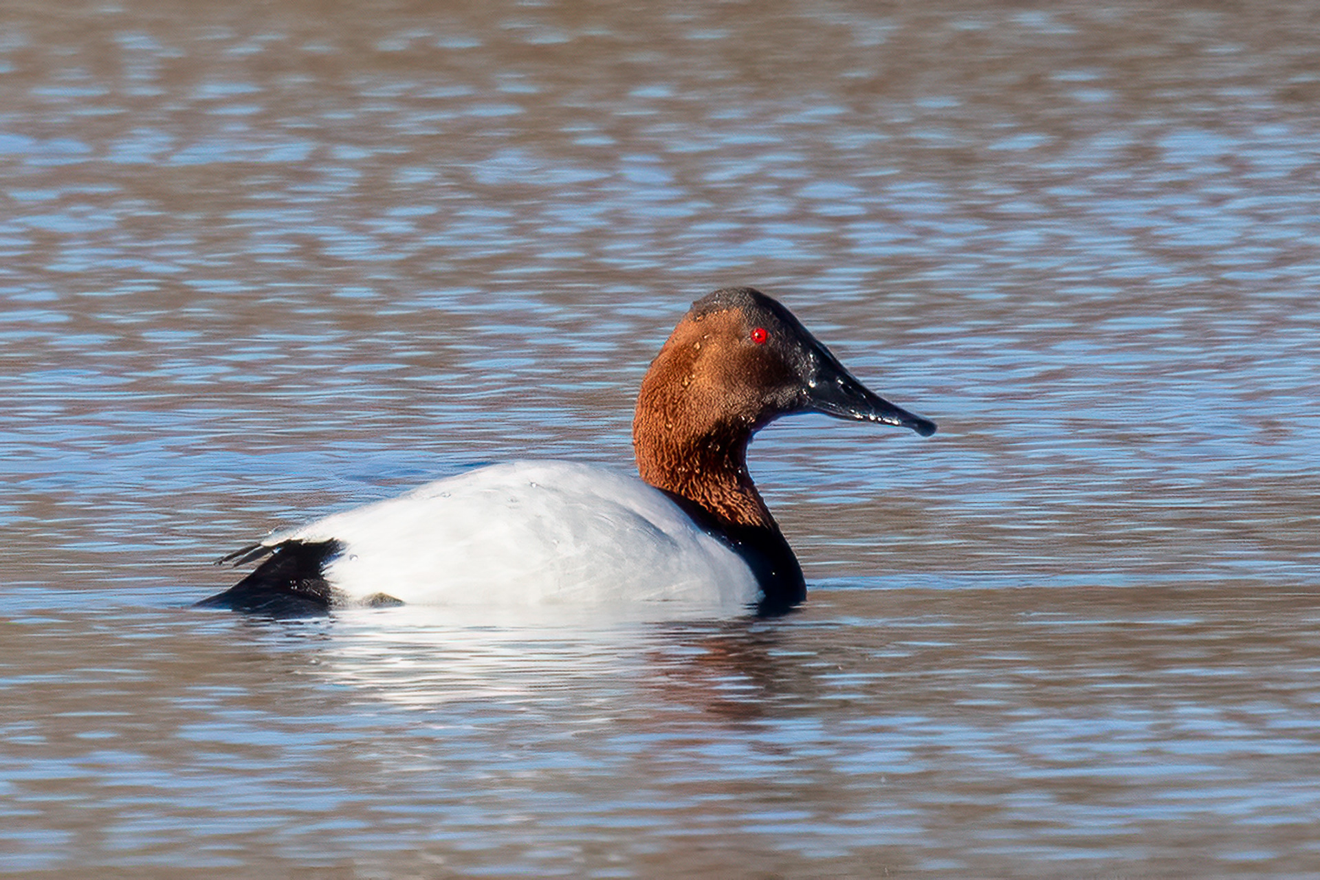 Canvasback