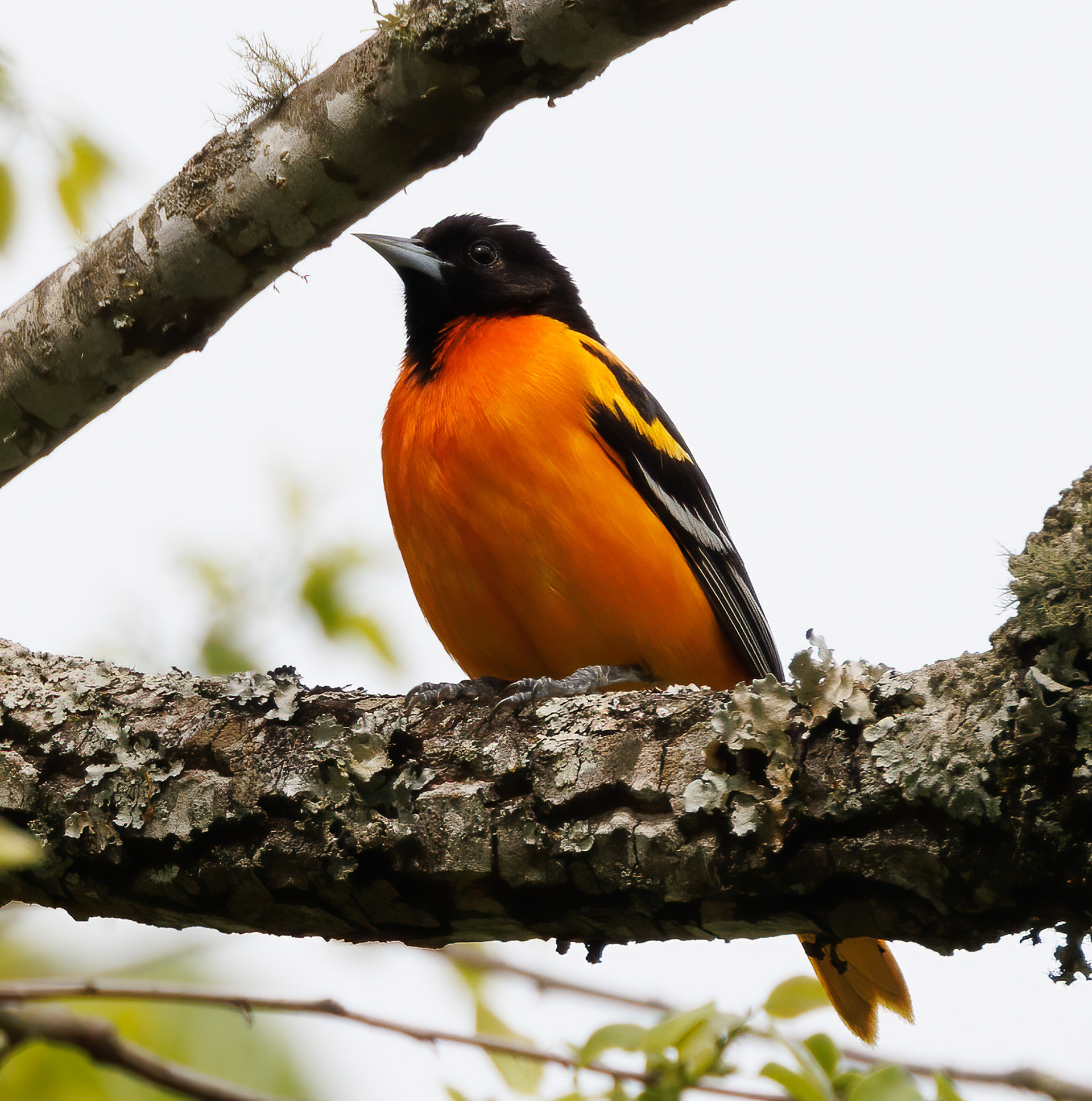 Baltimore Oriole
