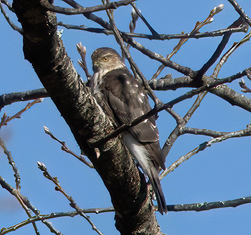 Sharp-shinned Hawk