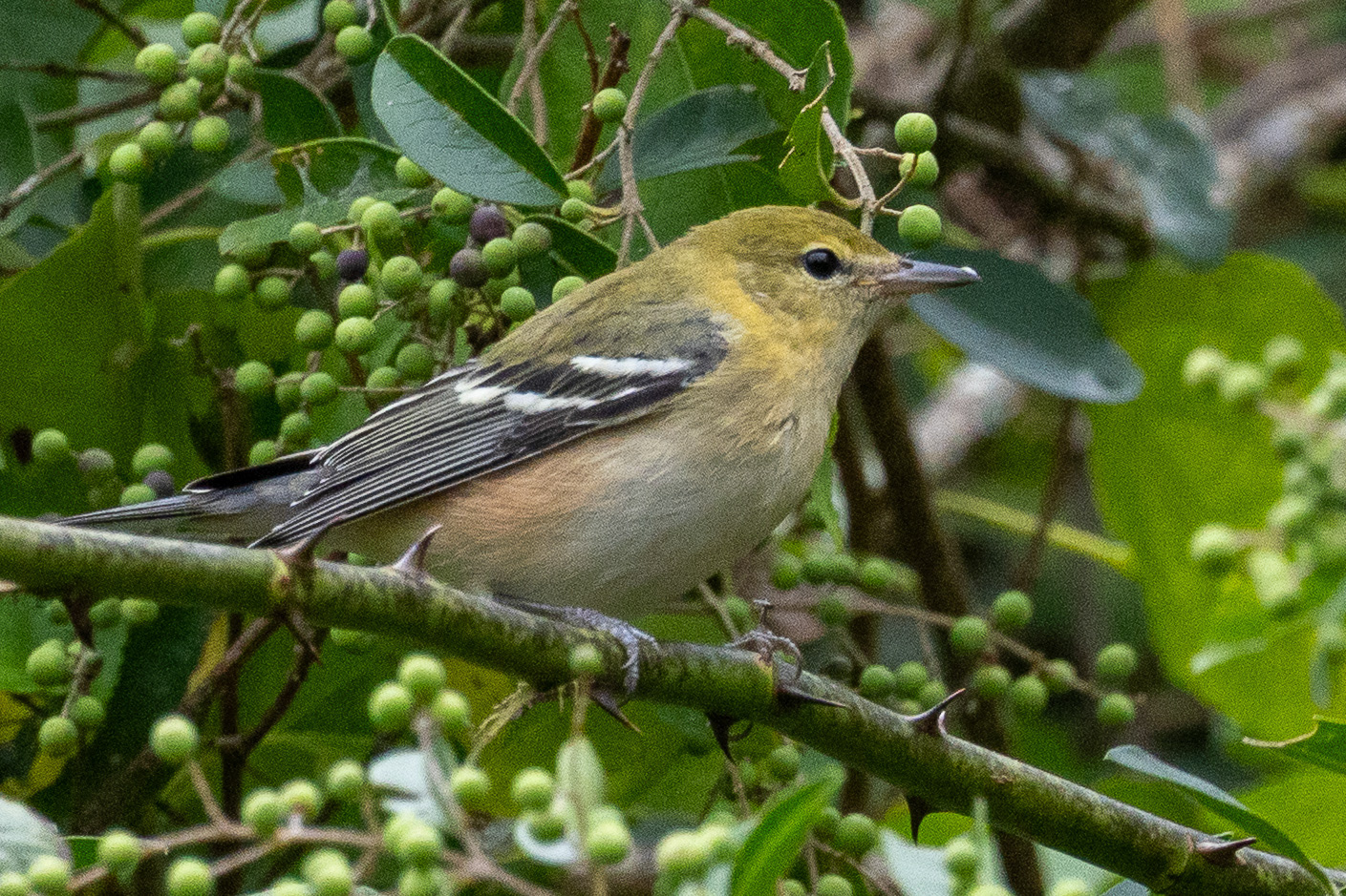 Bay-breasted Warbler