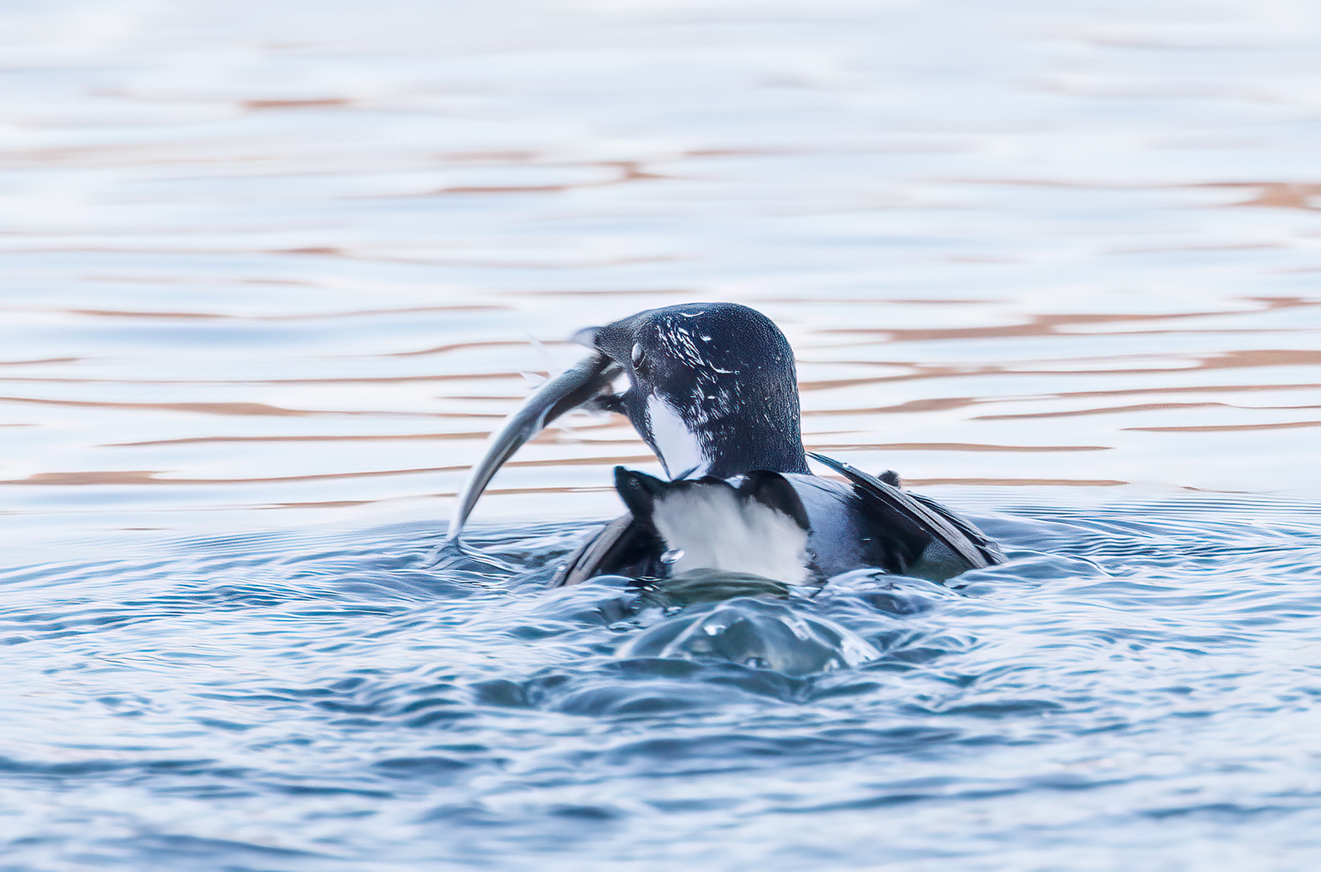 Ancient Murrelet