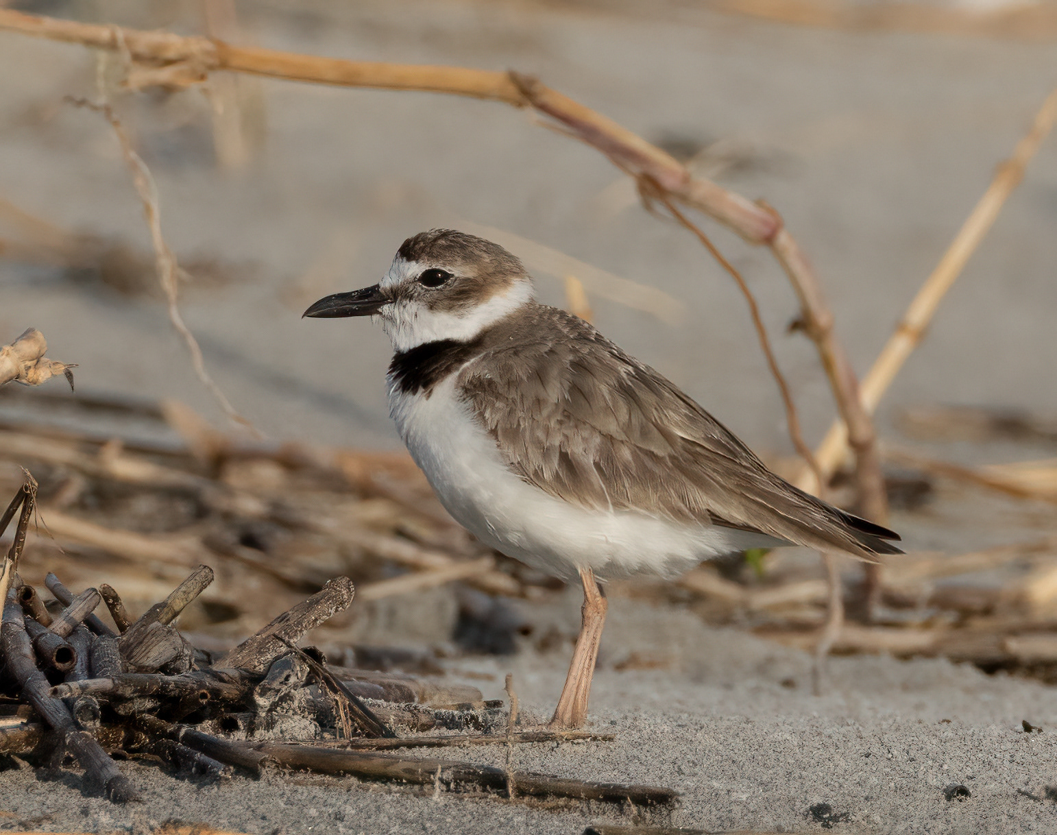 Wilson's Plover