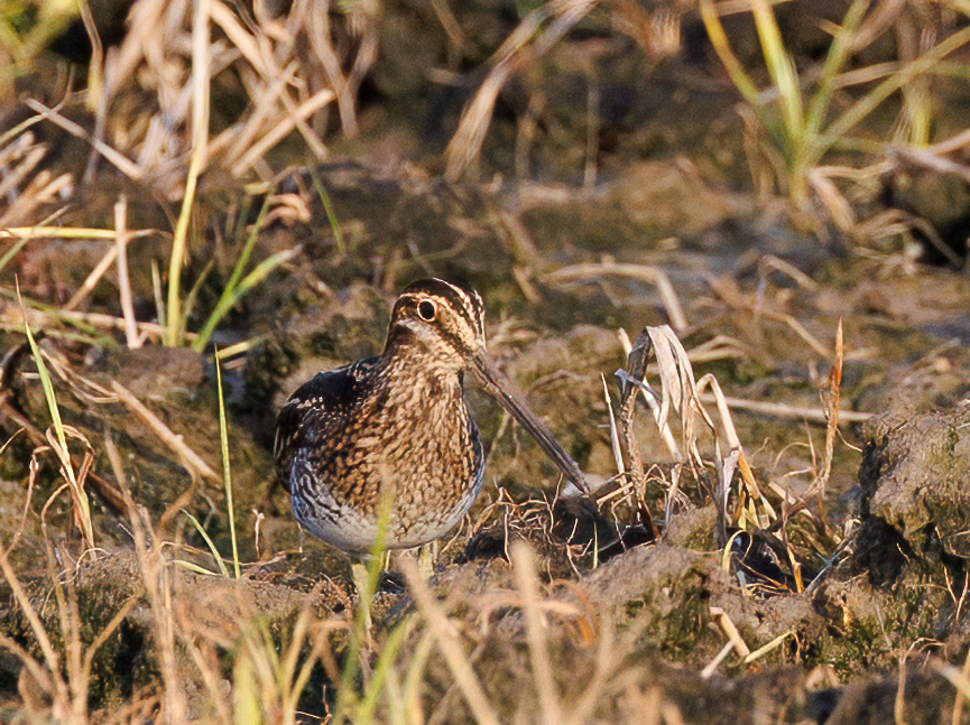 Wilson's Snipe