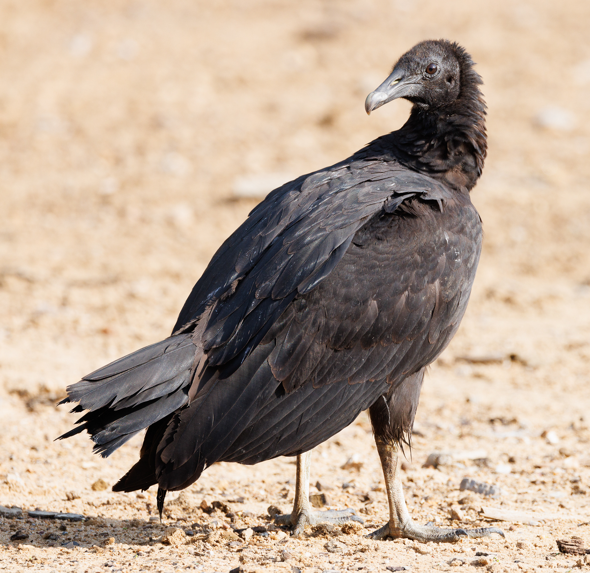 Black Vulture
