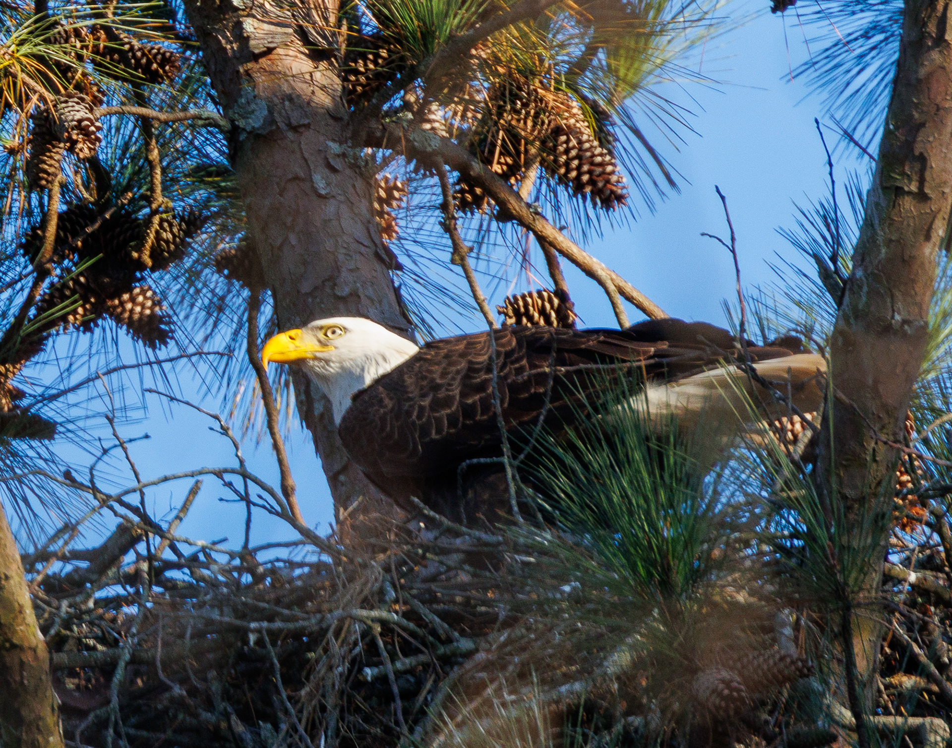 Bald Eagle
