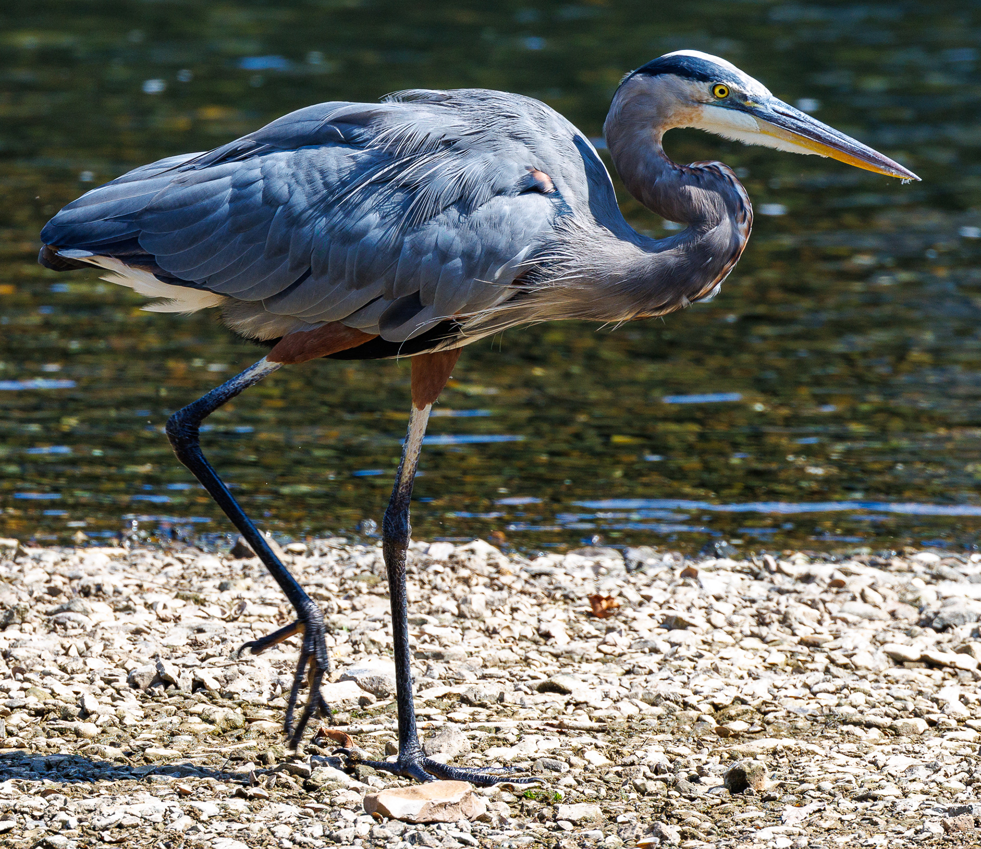Great Blue Heron