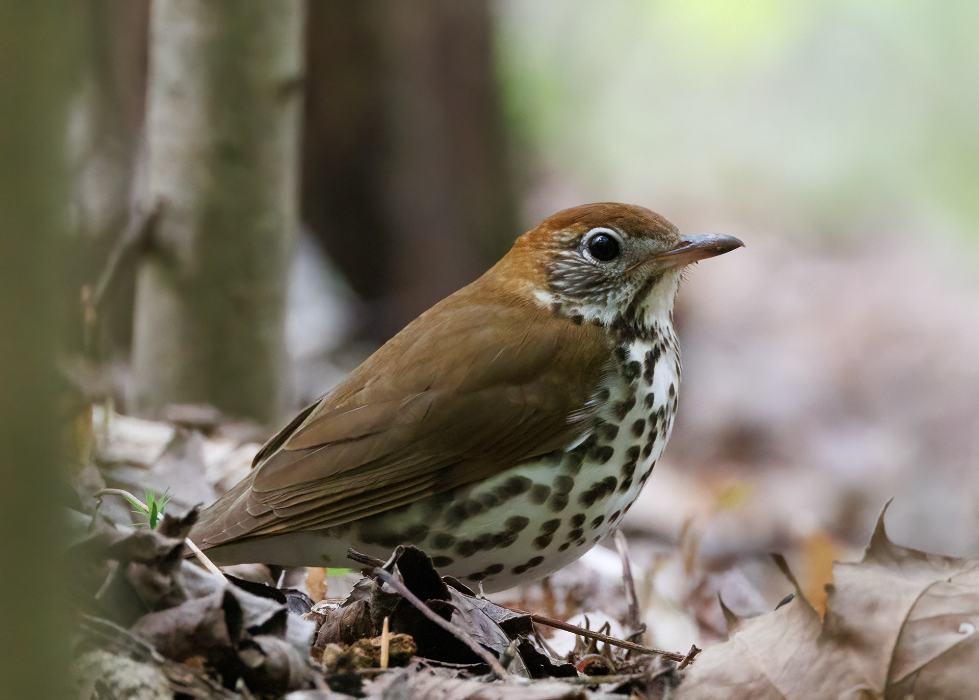 Wood Thrush
