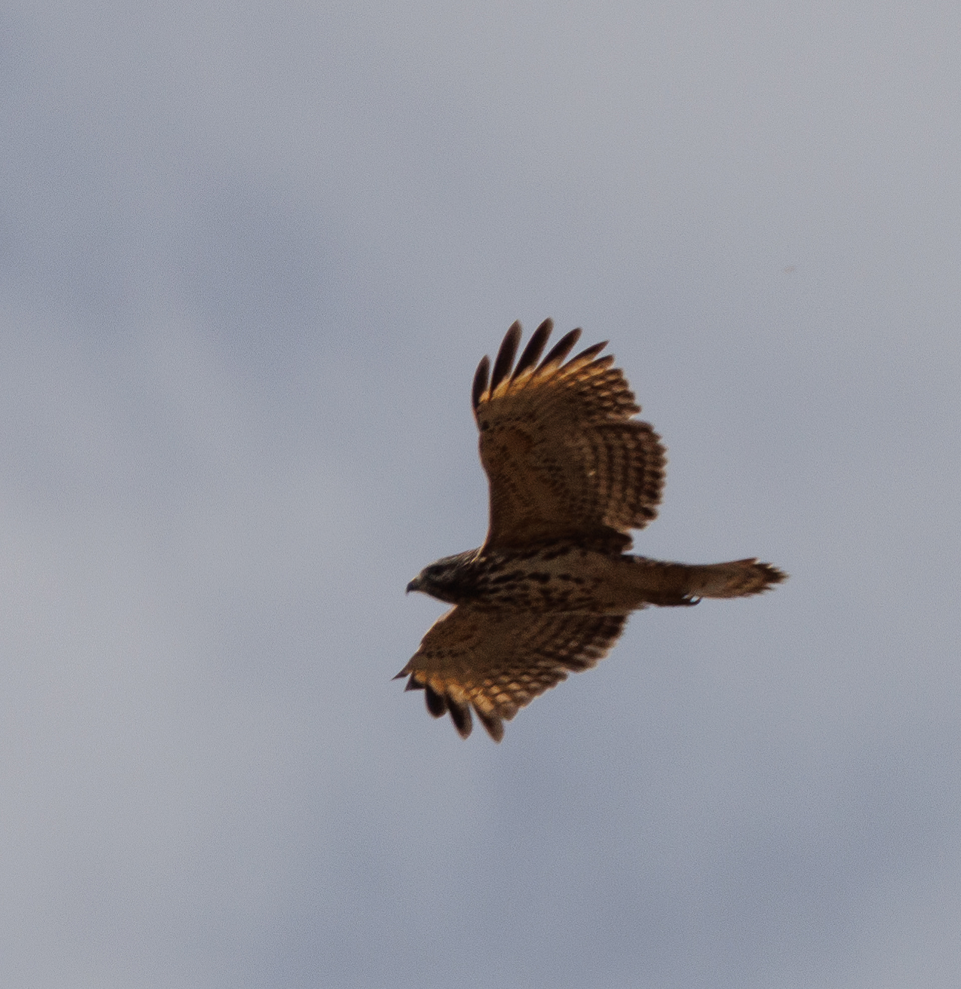 Red-shouldered Hawk