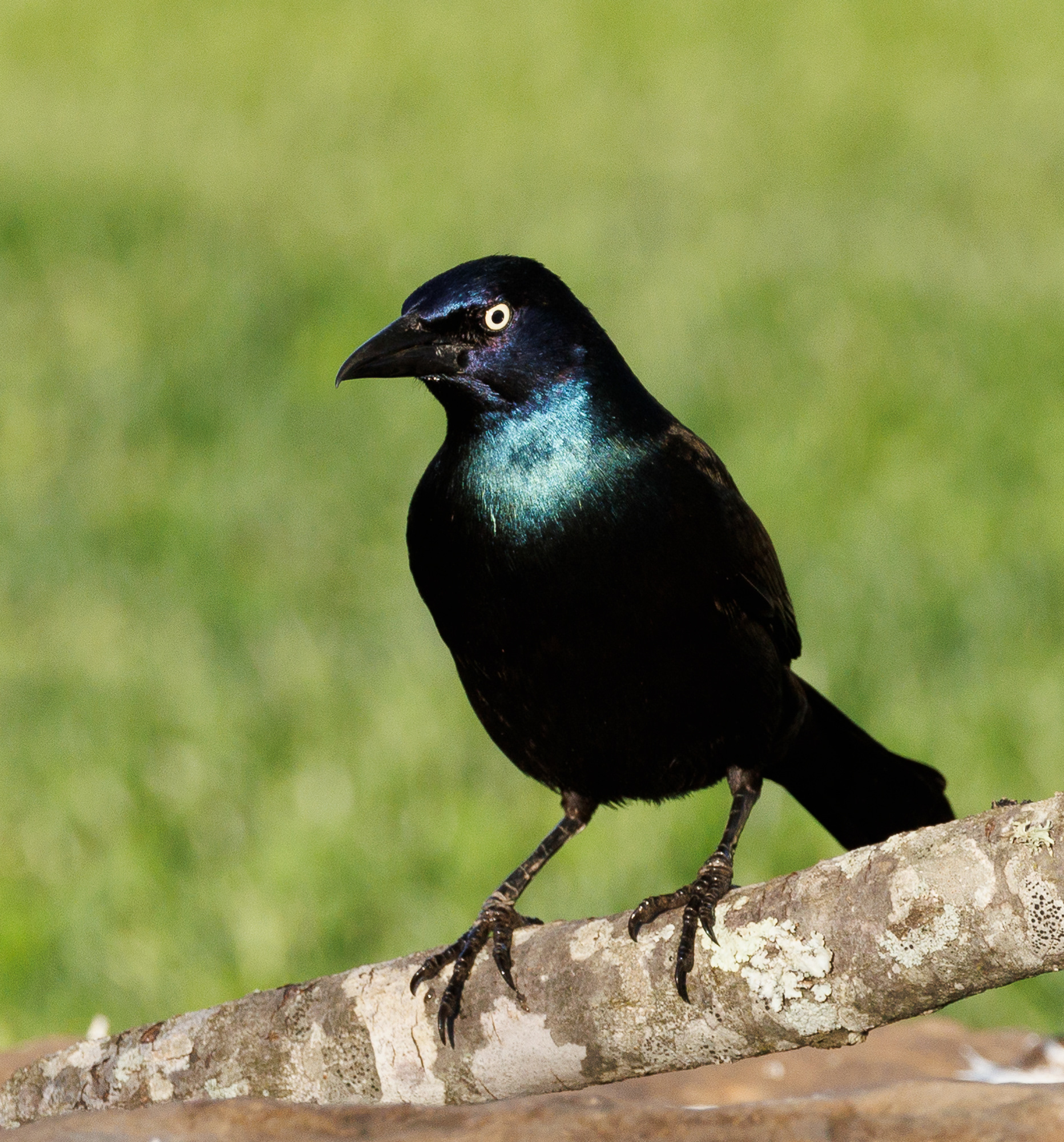 Common Grackle