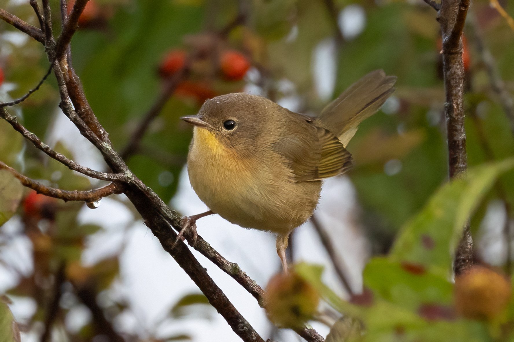 Common Yellowthroat