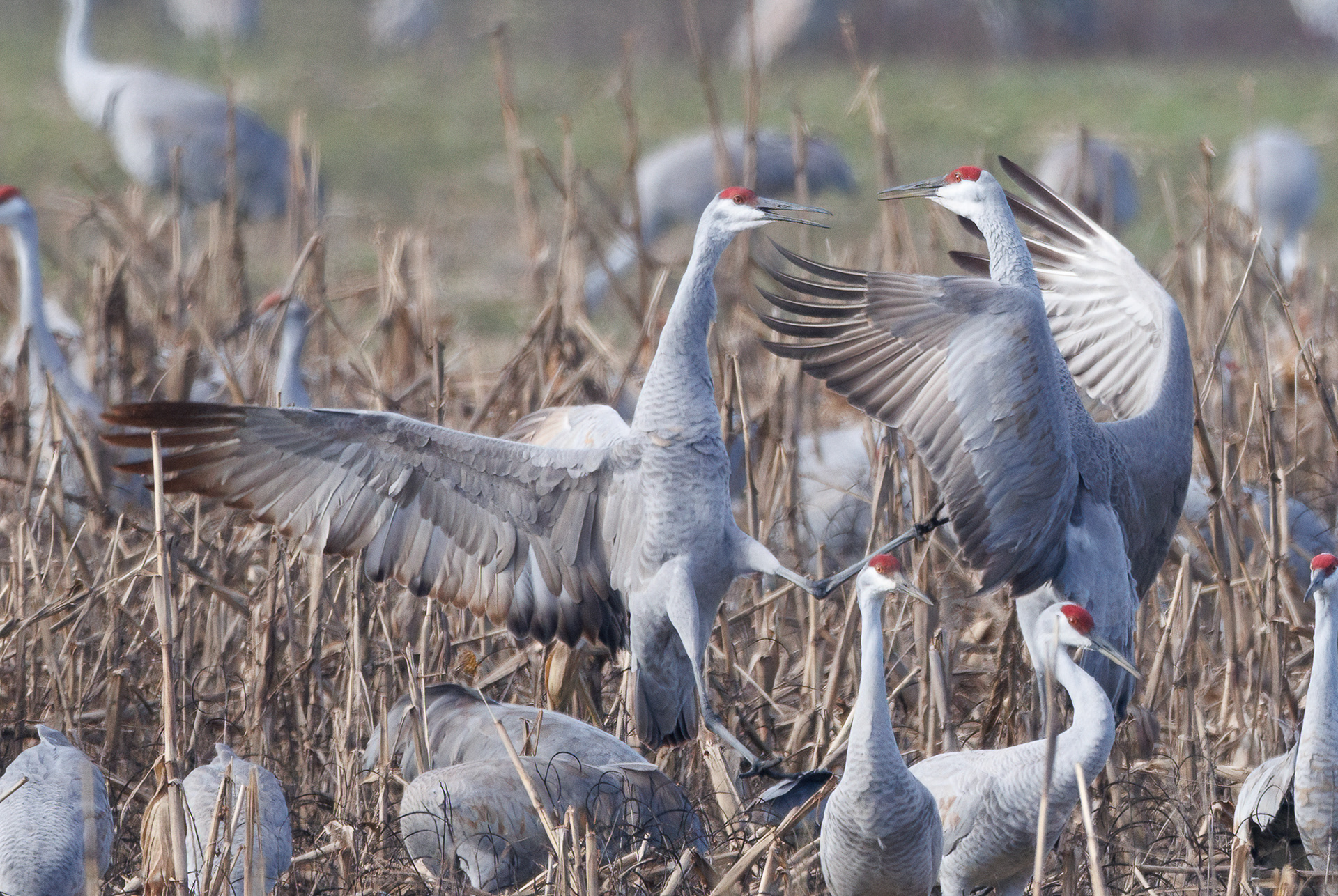 Sandhill Cranes