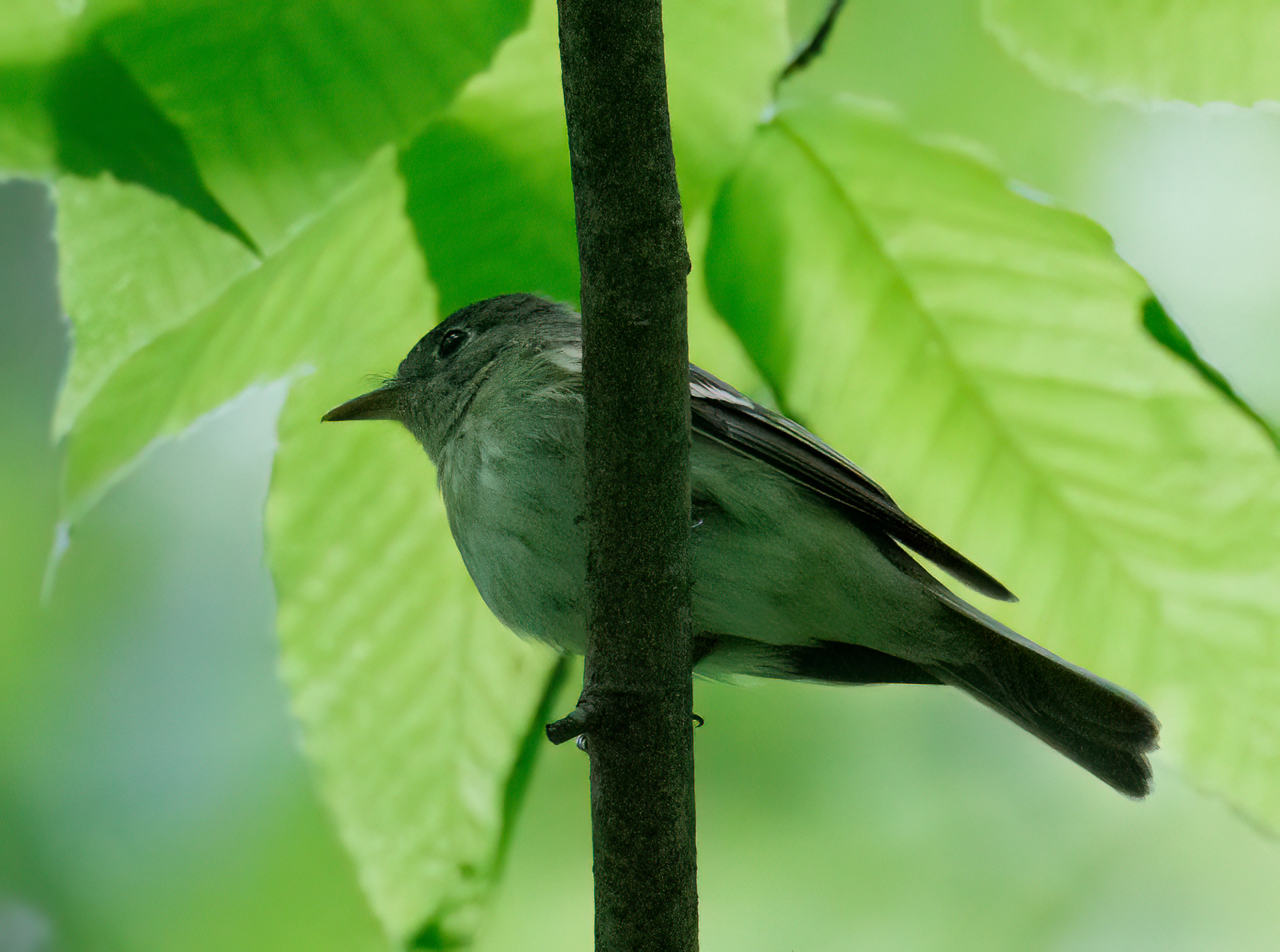 Acadian Flycatcher