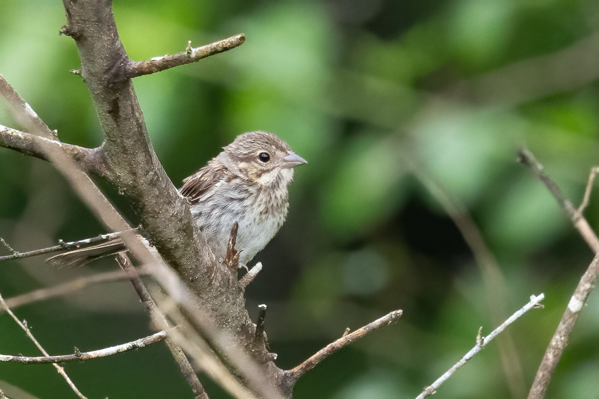 Vesper Sparrow