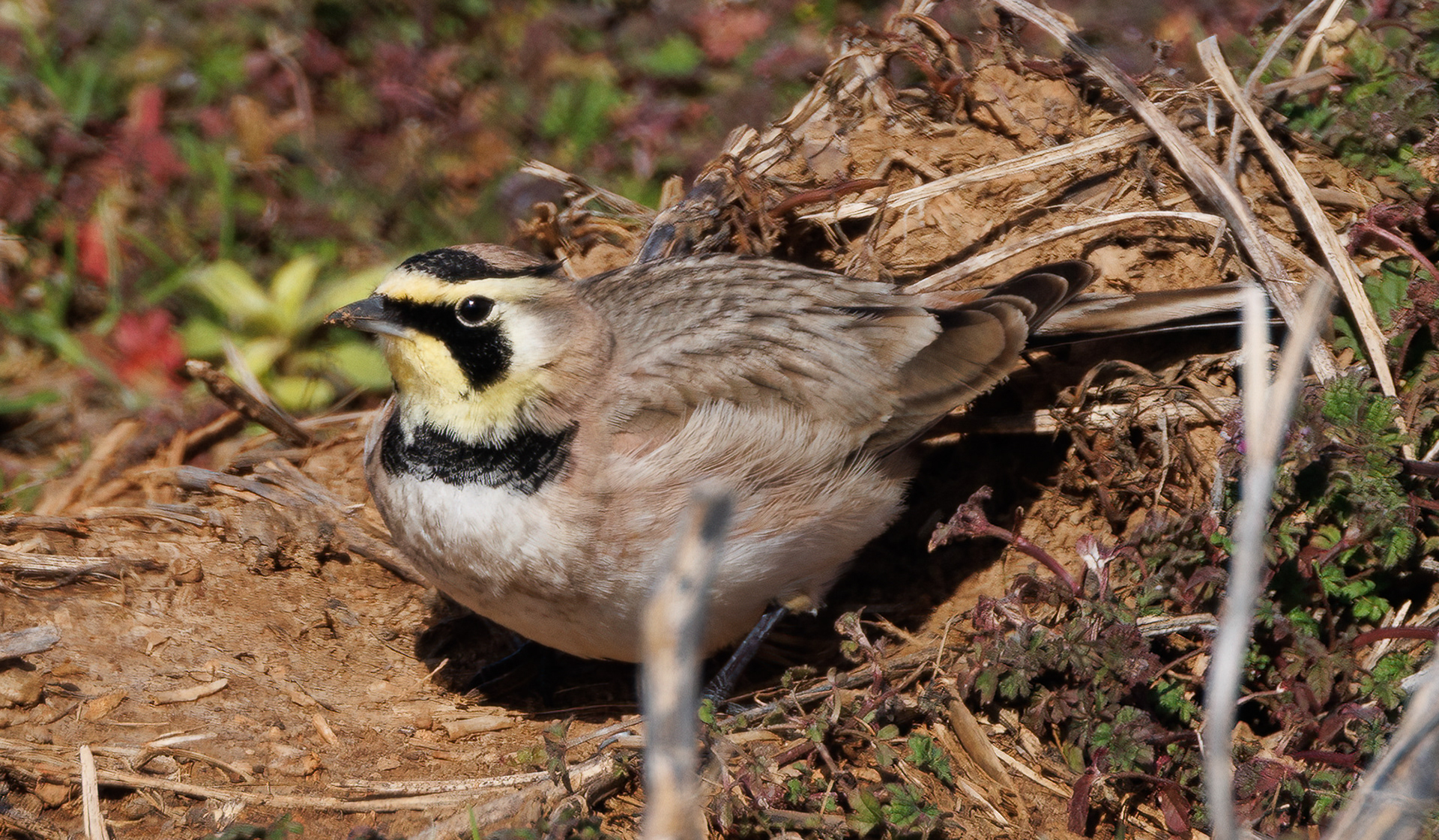 Horned Lark