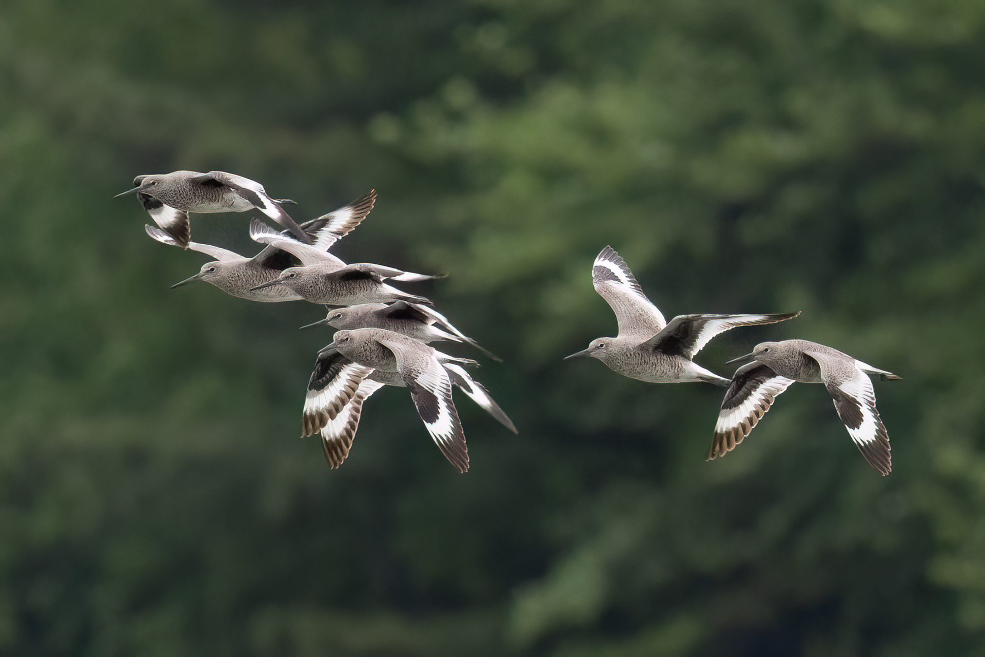 Willet