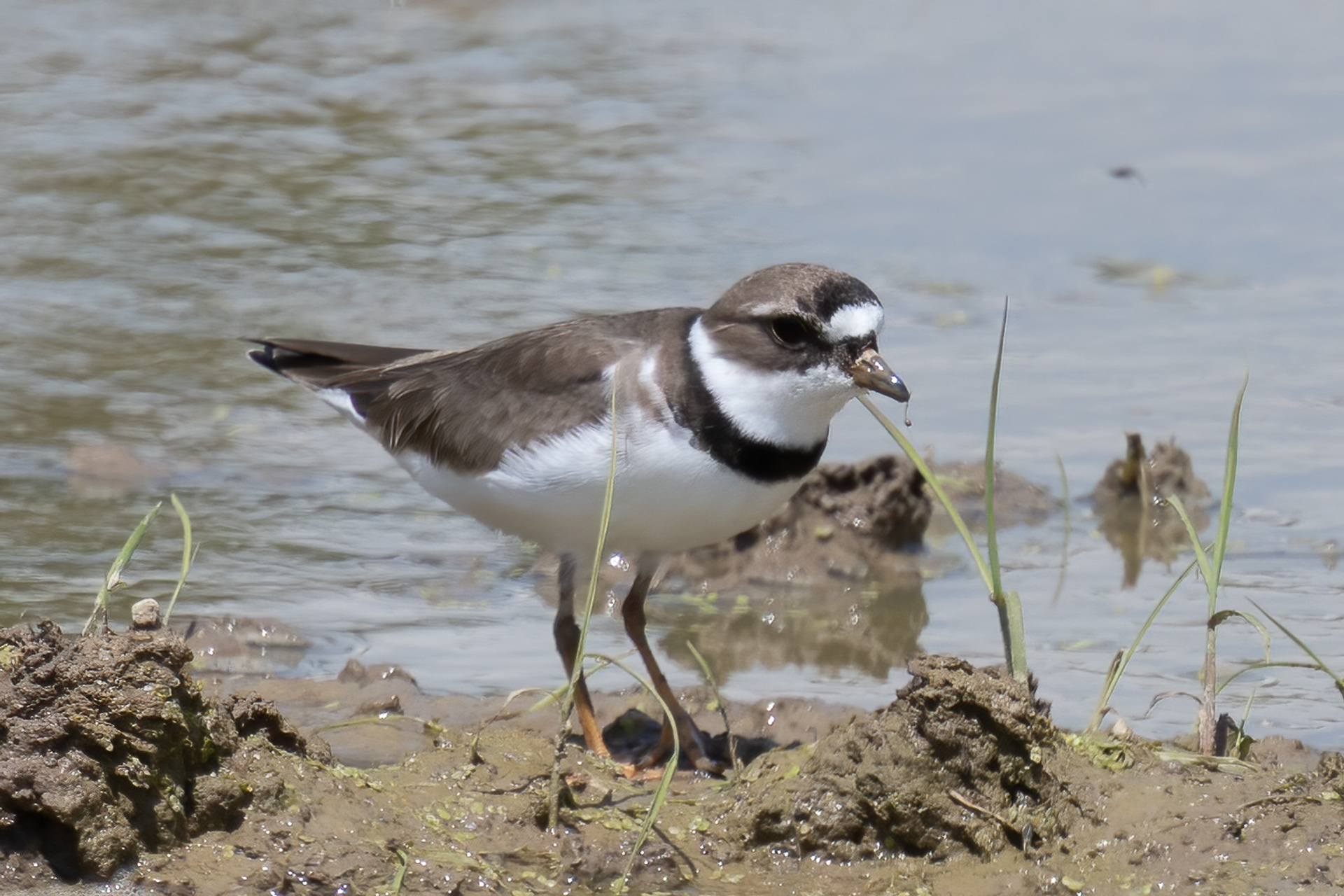 Semipalmated Plover