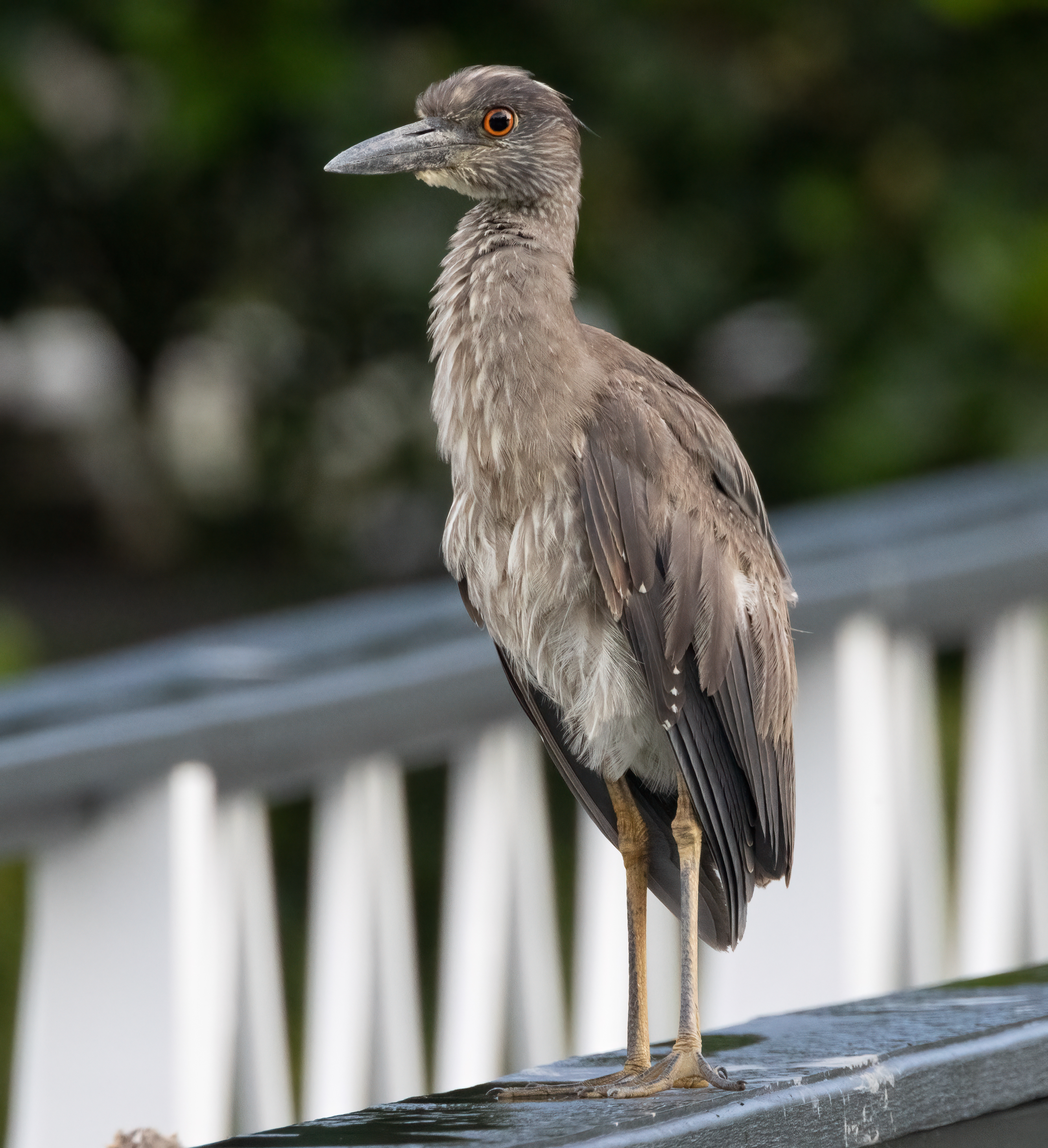 Yellow-crowned Night Heron