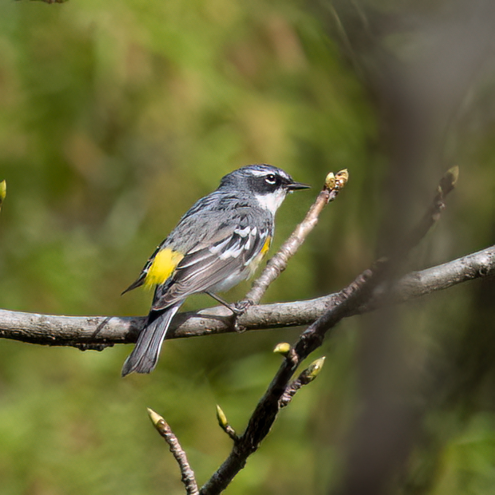 Yellow-rumped Warbler