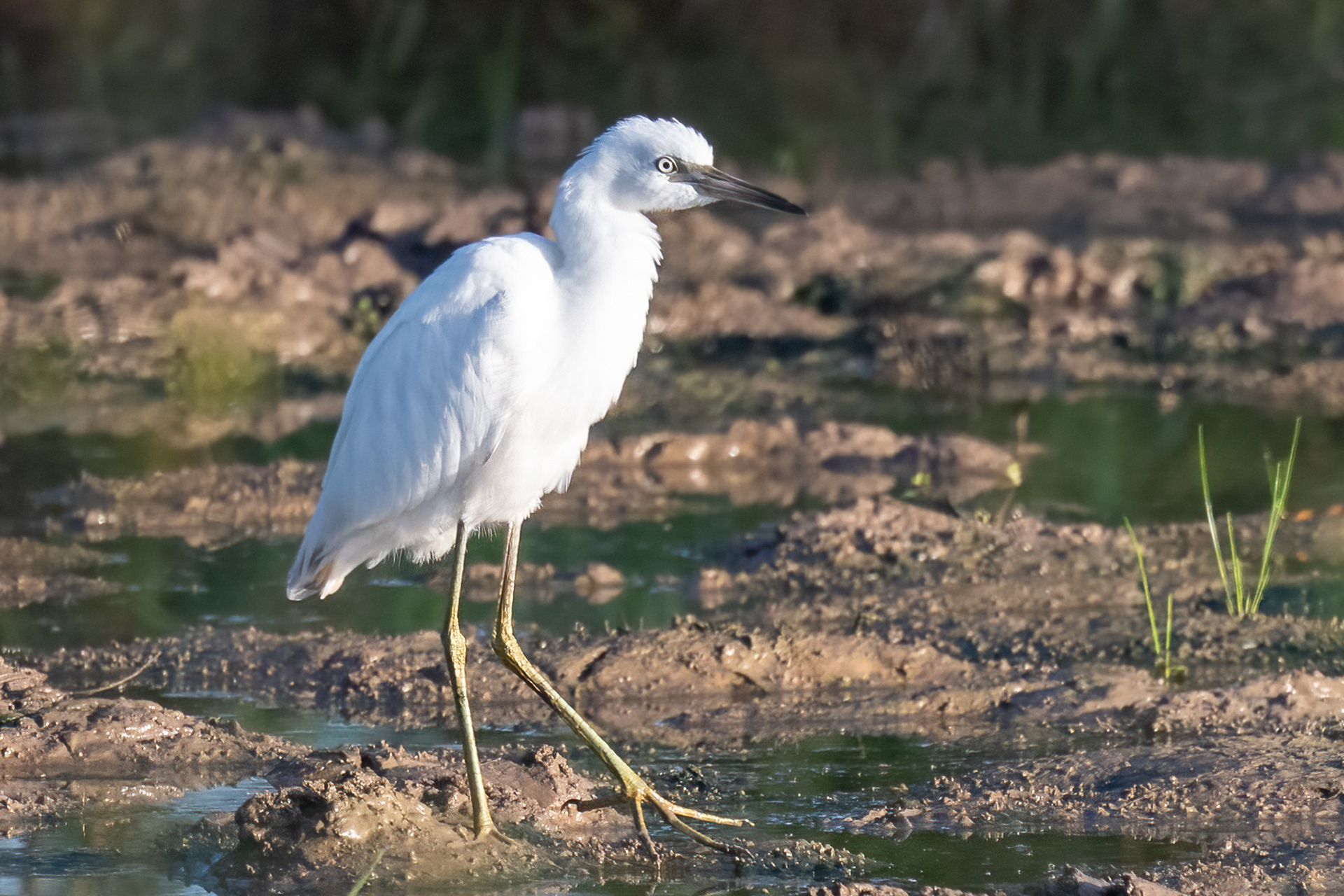 Little Blue Heron