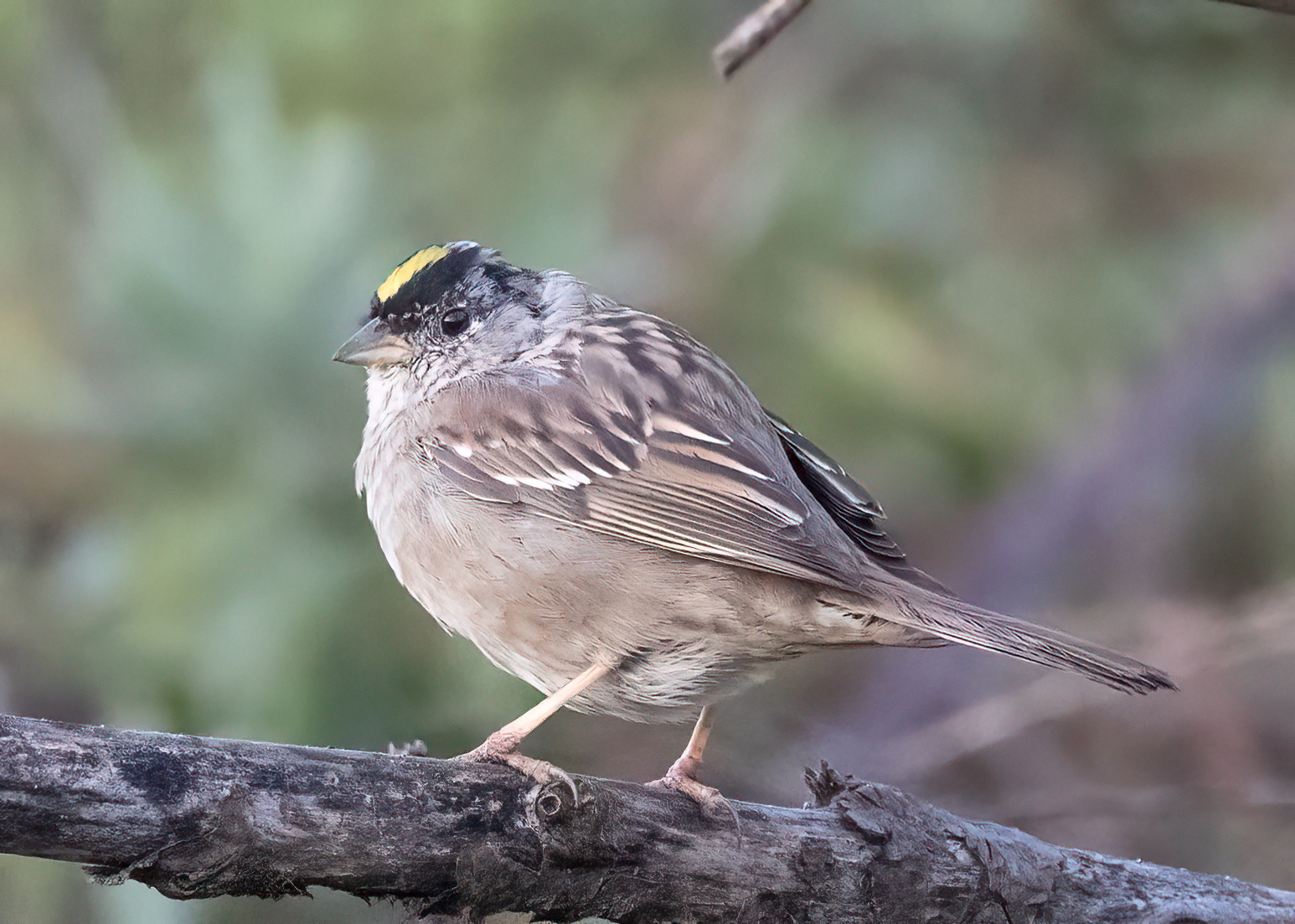 Golden-crowned Sparrow