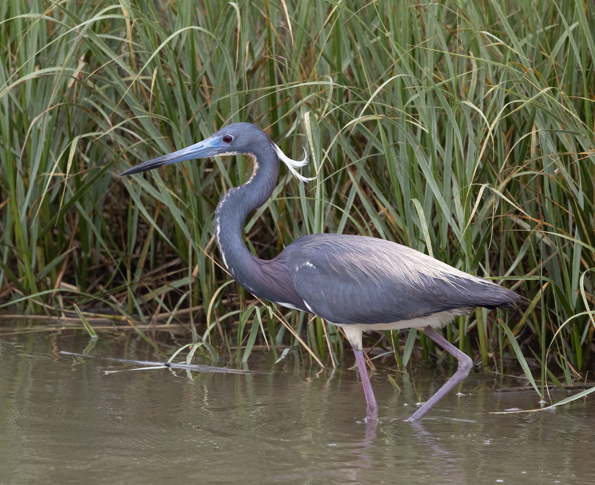 Tricolored Heron
