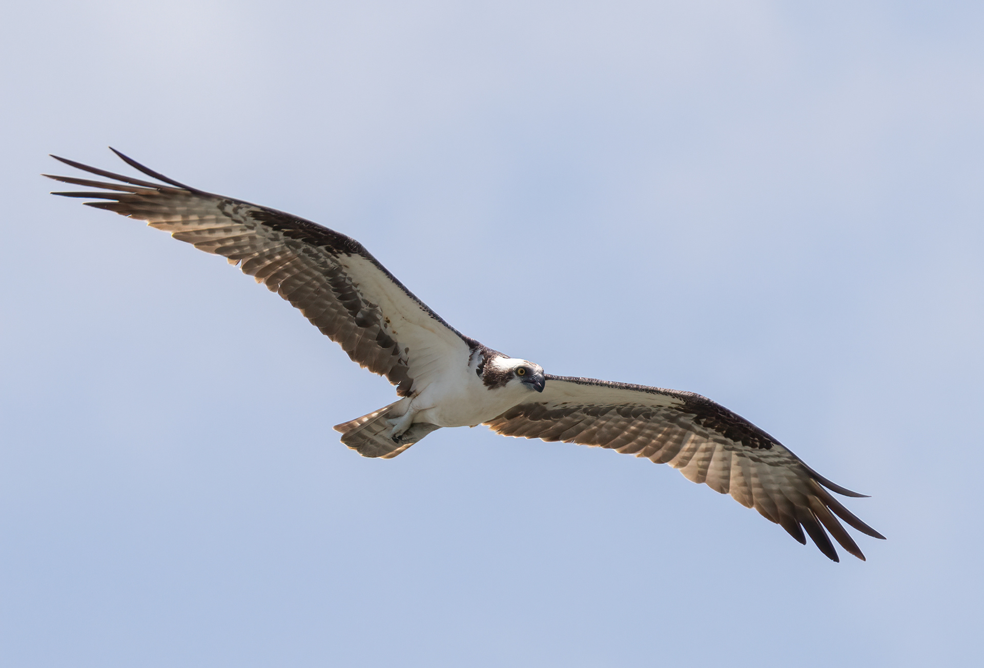 Osprey
